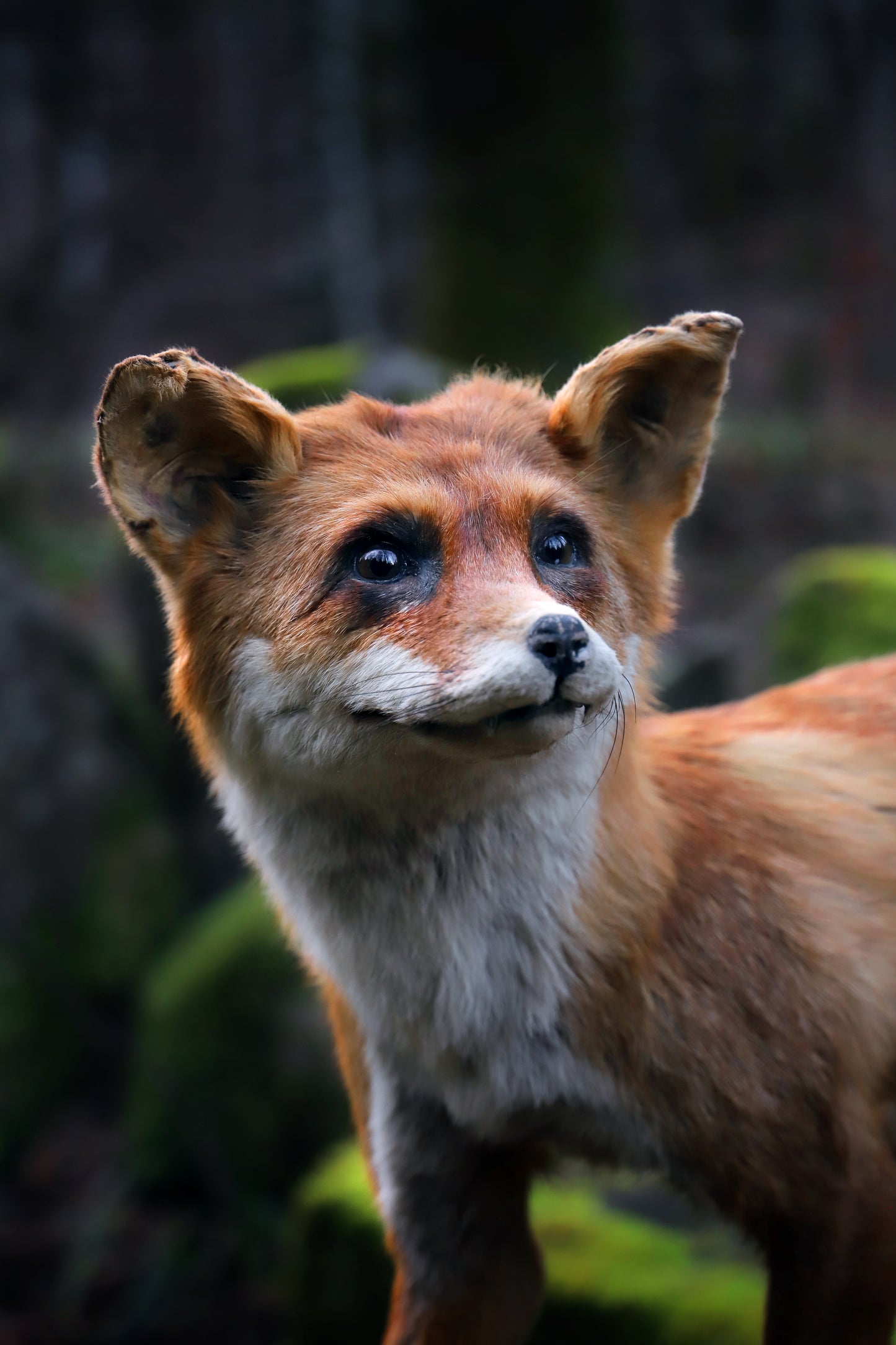 Fox taxidermy fullmount on base