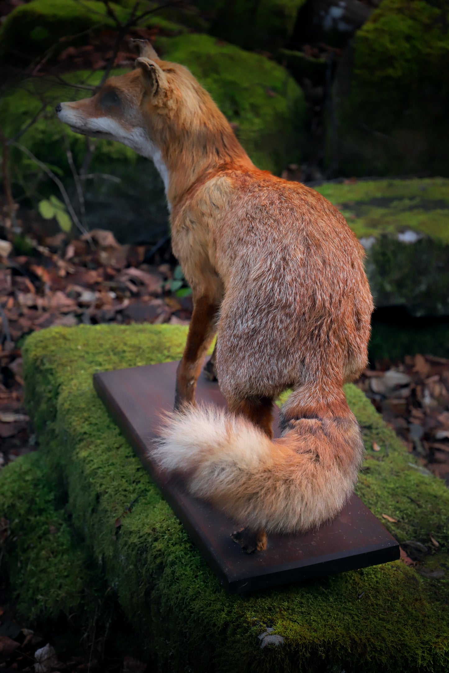 Fox taxidermy fullmount on base