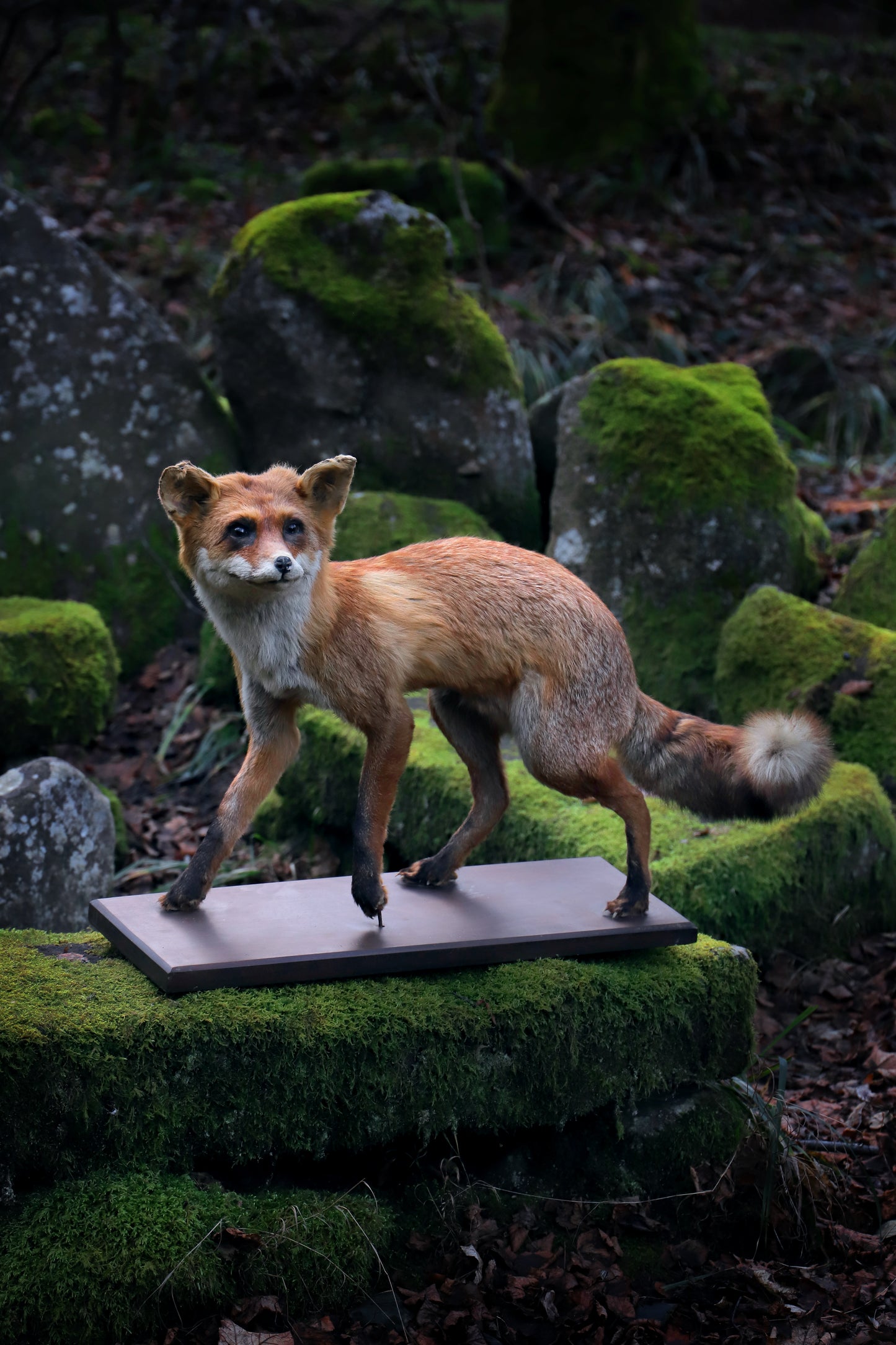 Fox taxidermy fullmount on base