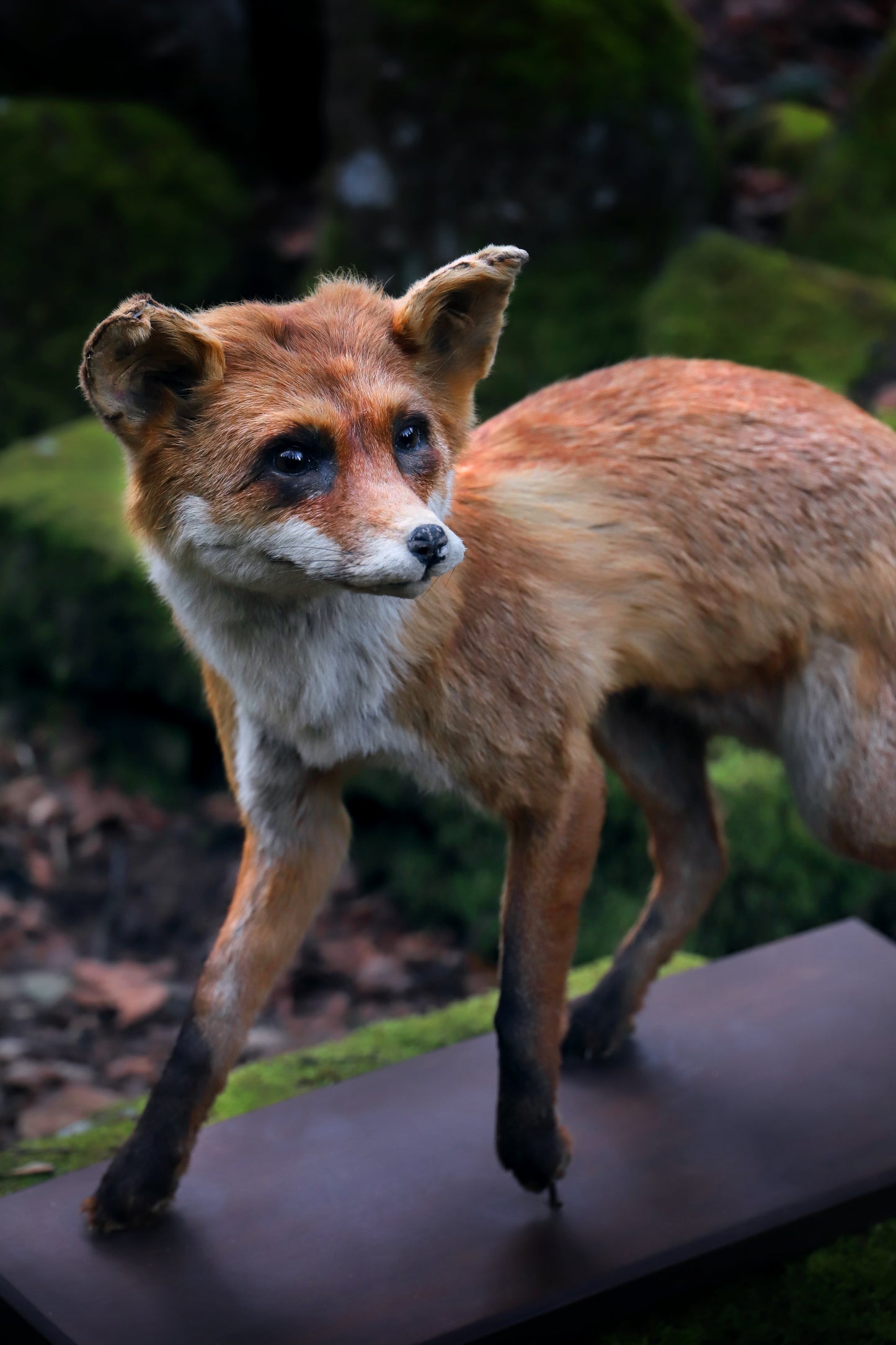 Fox taxidermy fullmount on base