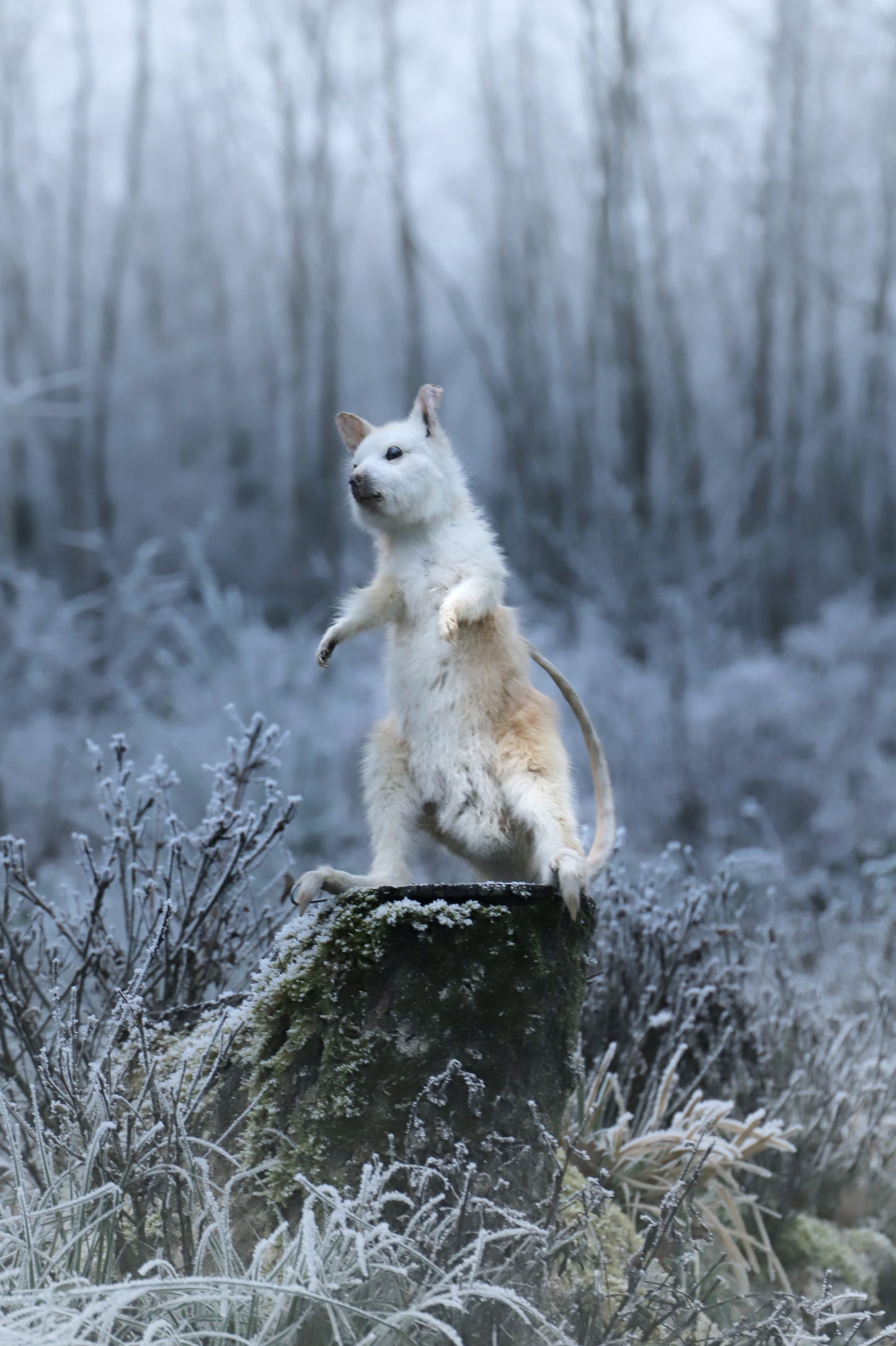 Albinos Wallaby taxidermy fullmount