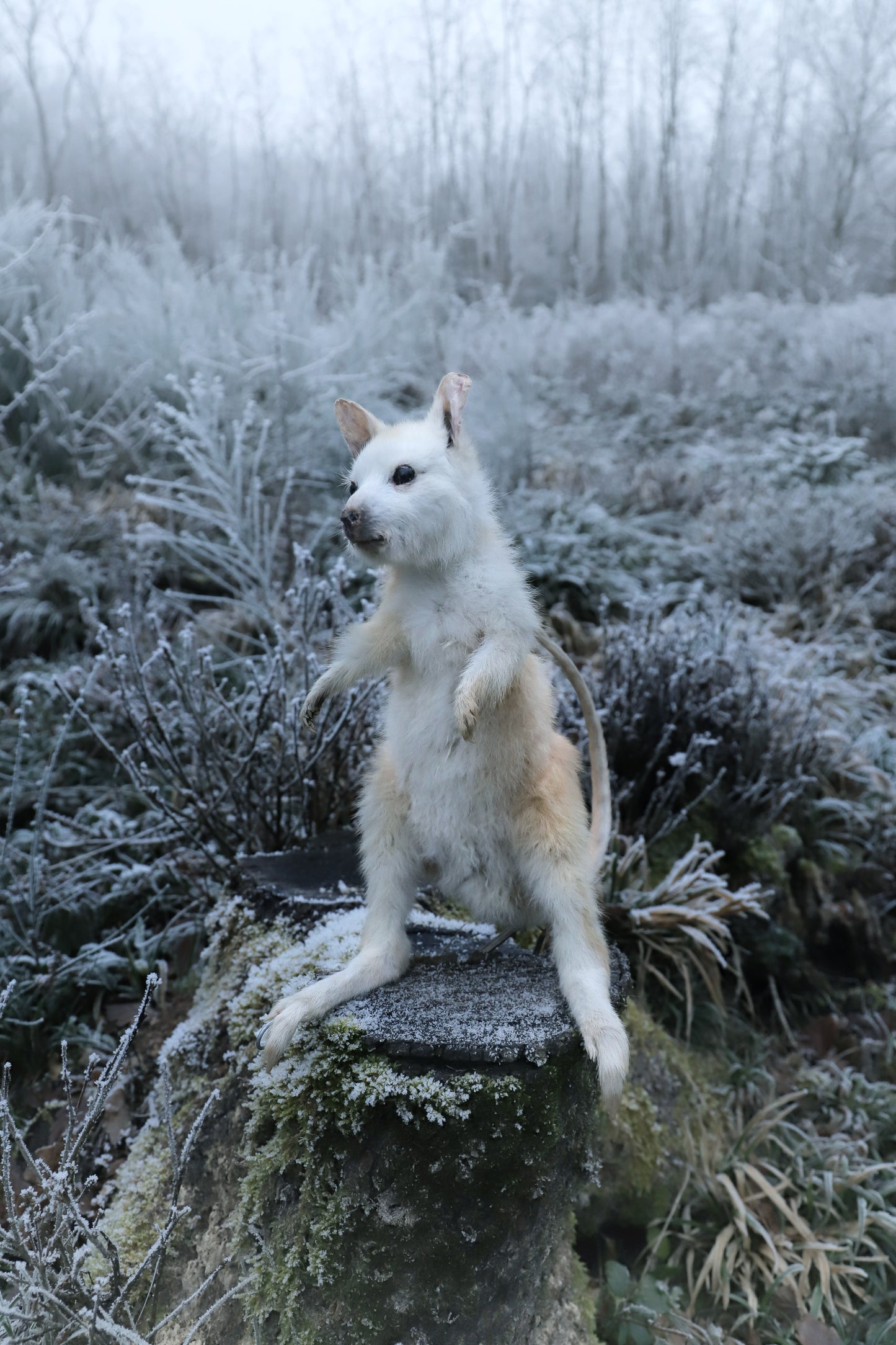 Albinos Wallaby taxidermy fullmount