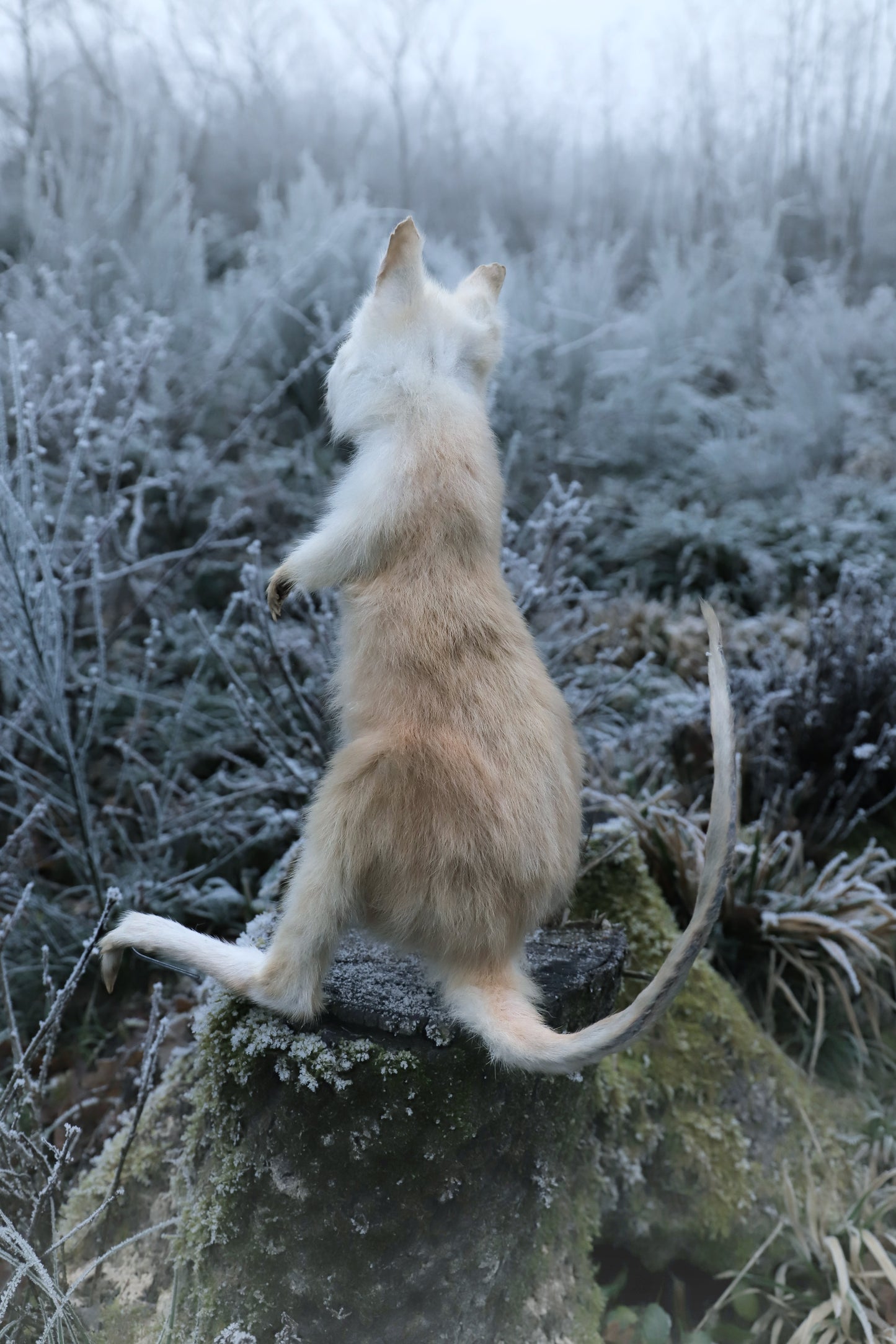 Albinos Wallaby taxidermy fullmount