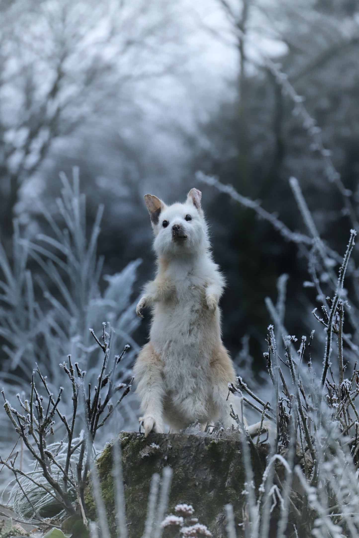 Albinos Wallaby taxidermy fullmount