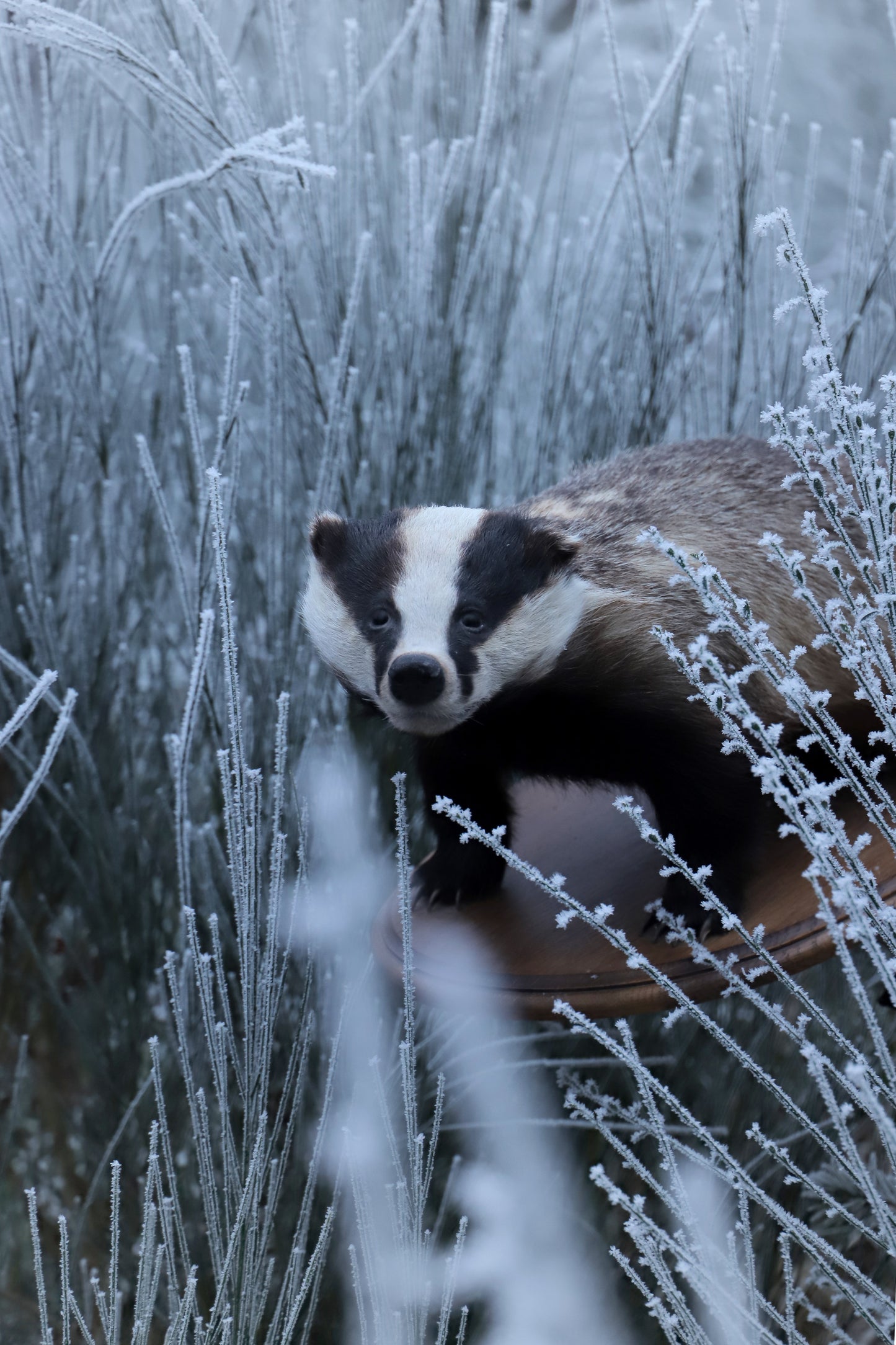 Badger taxidermy fullmount on base