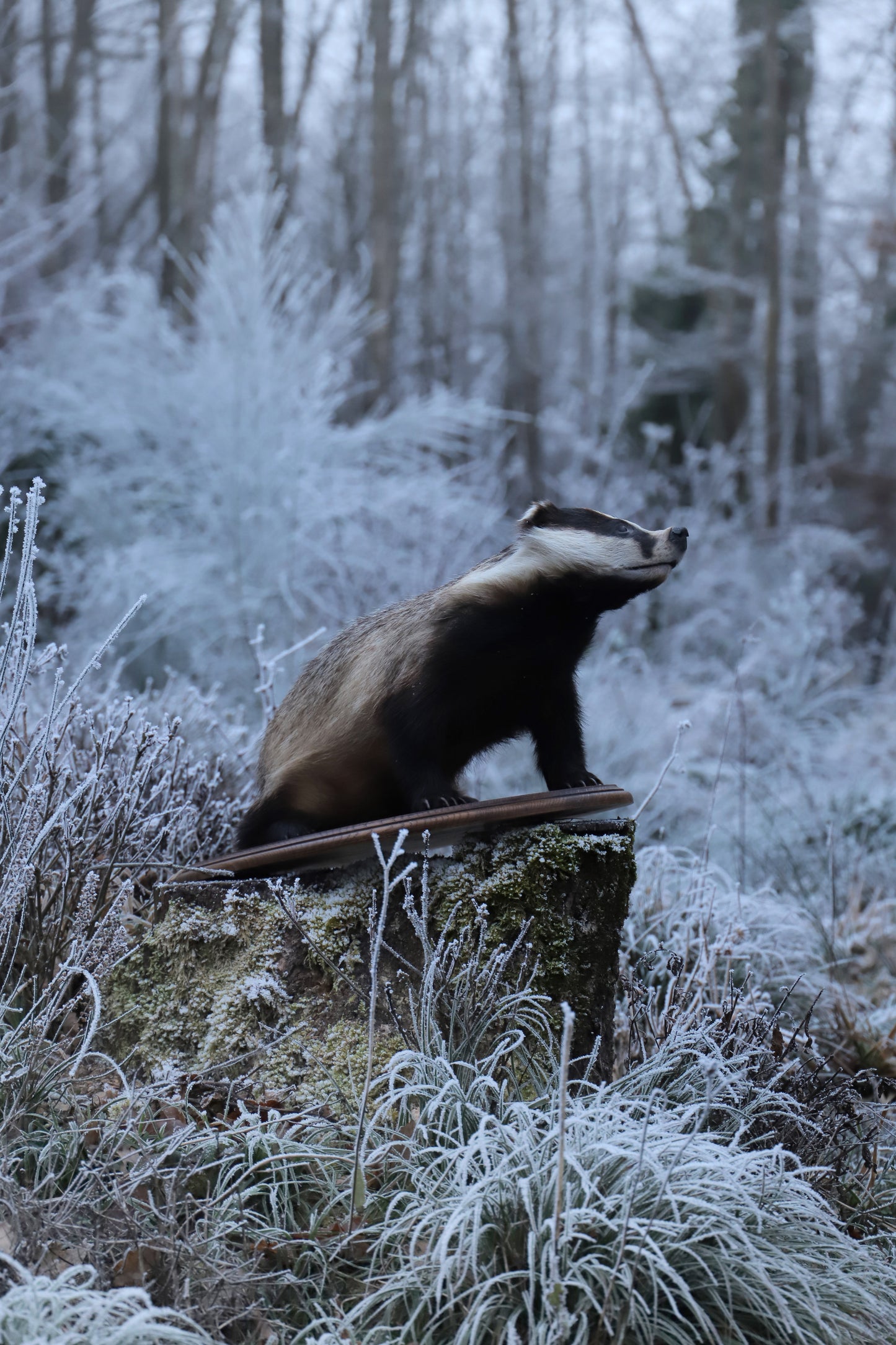 Badger taxidermy fullmount on base