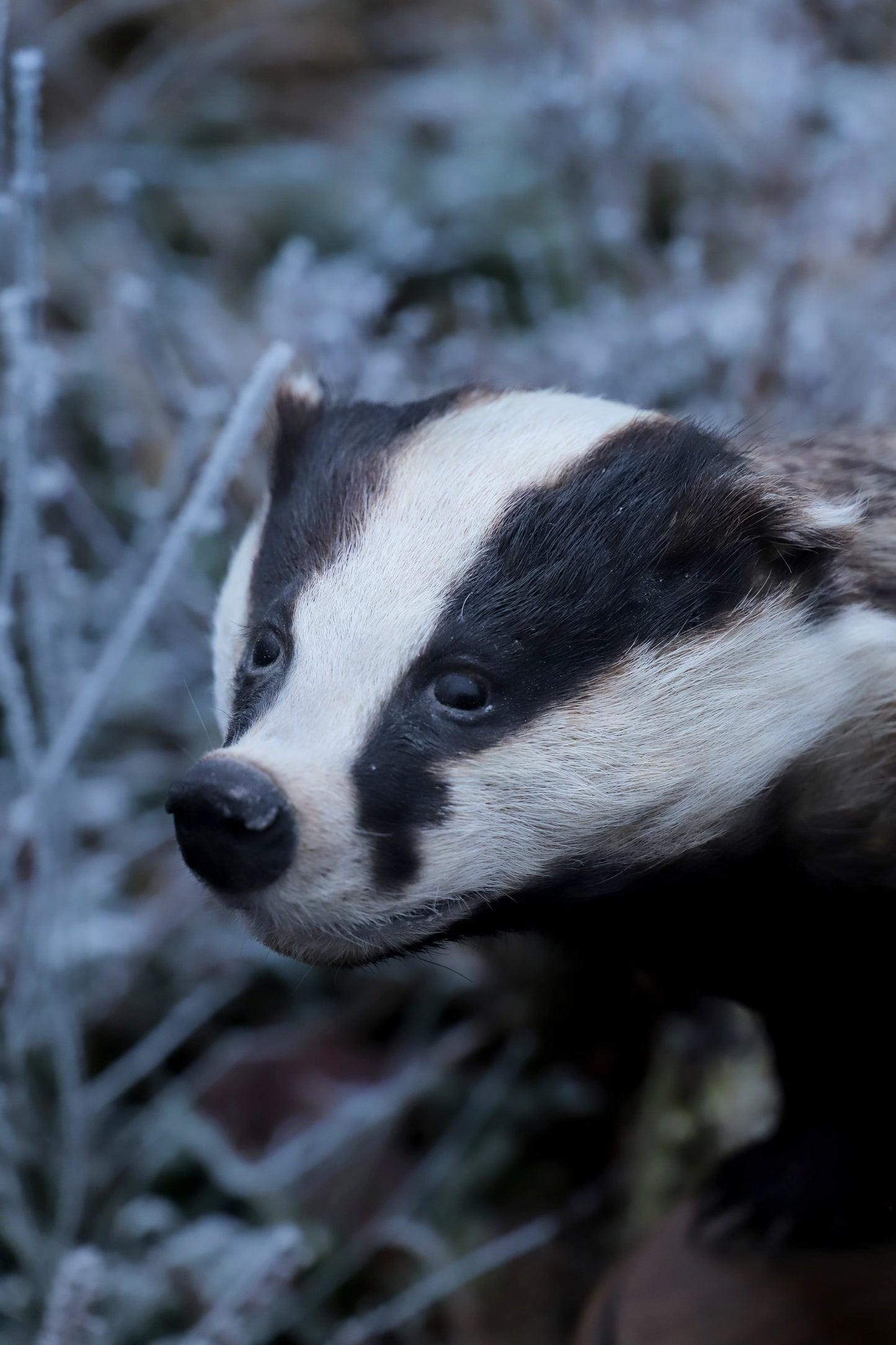 Badger taxidermy fullmount on base