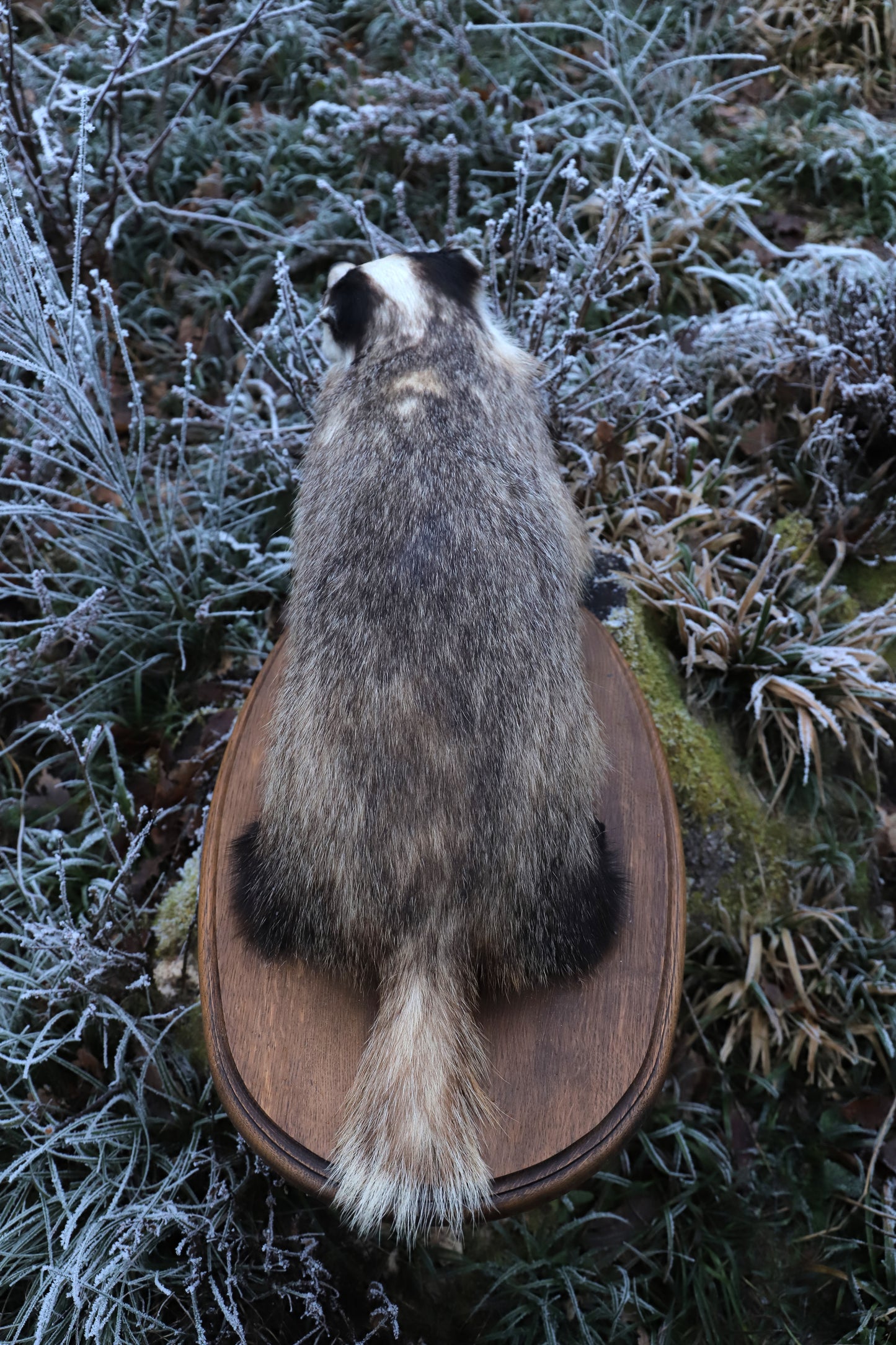 Badger taxidermy fullmount on base