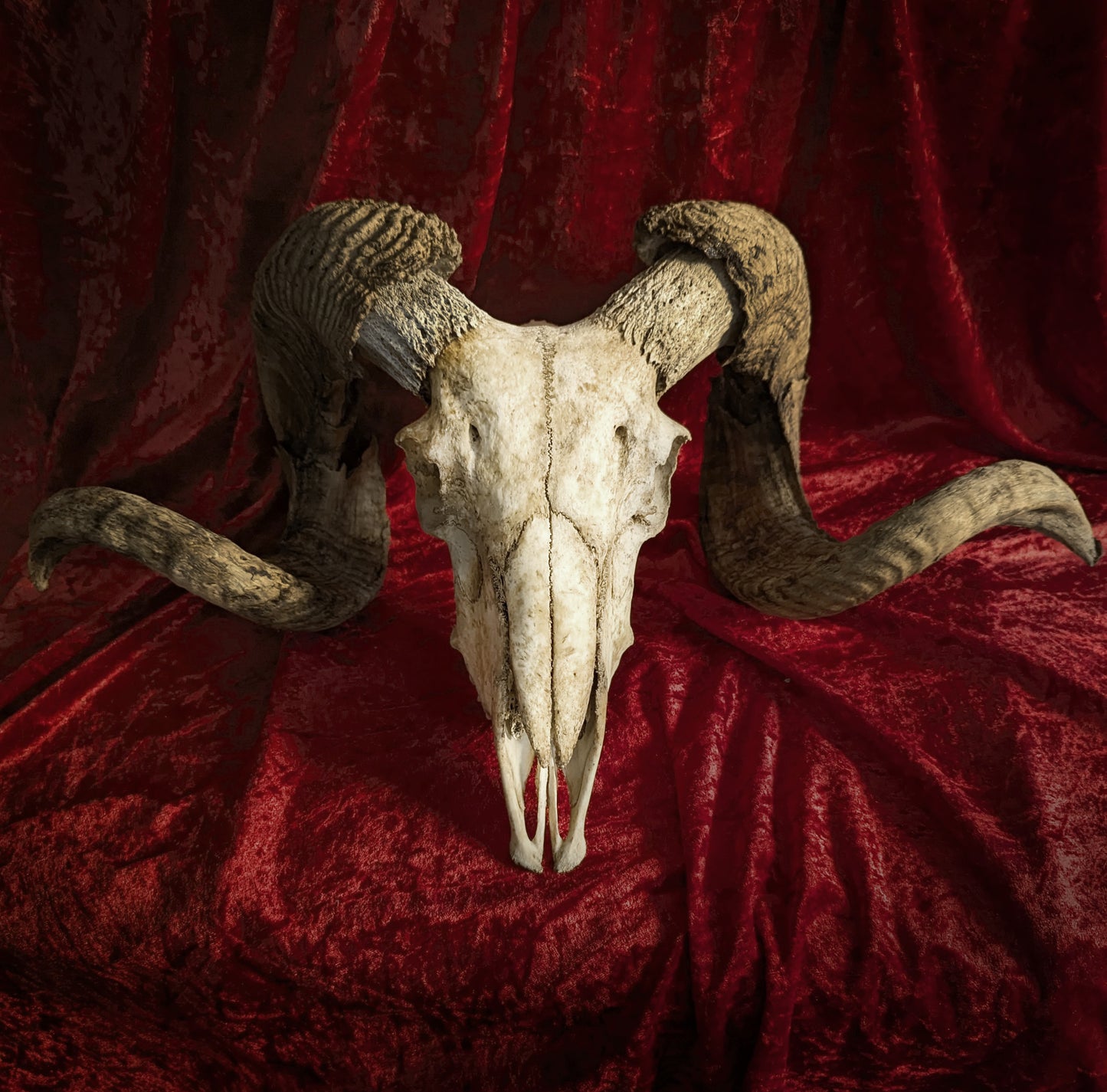 Ram Skull