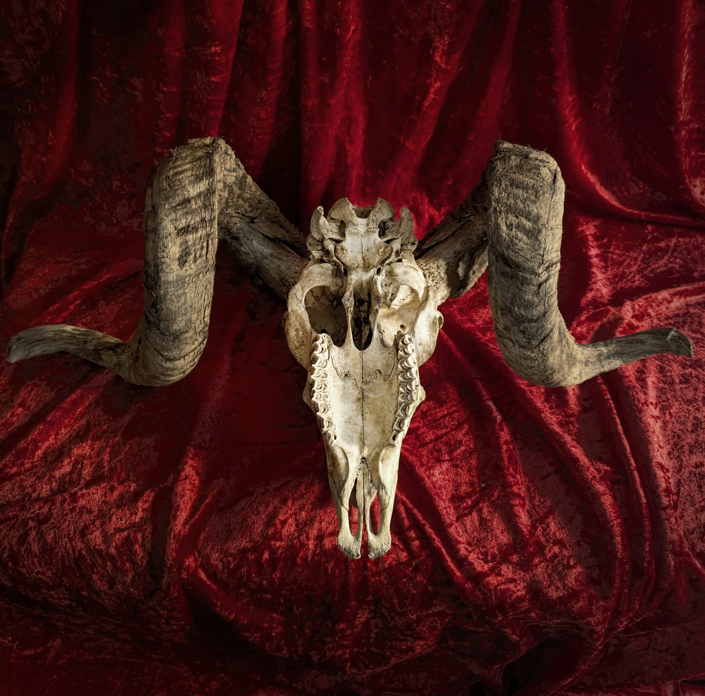 Ram Skull