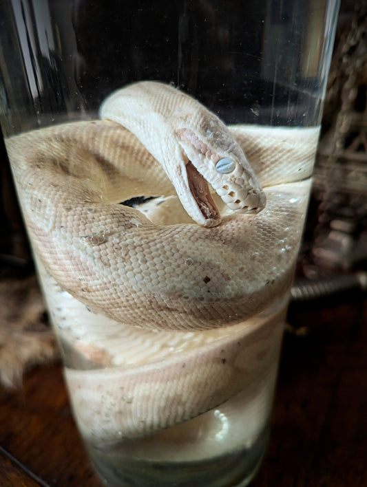 Python wetspecimen in 34cm jar