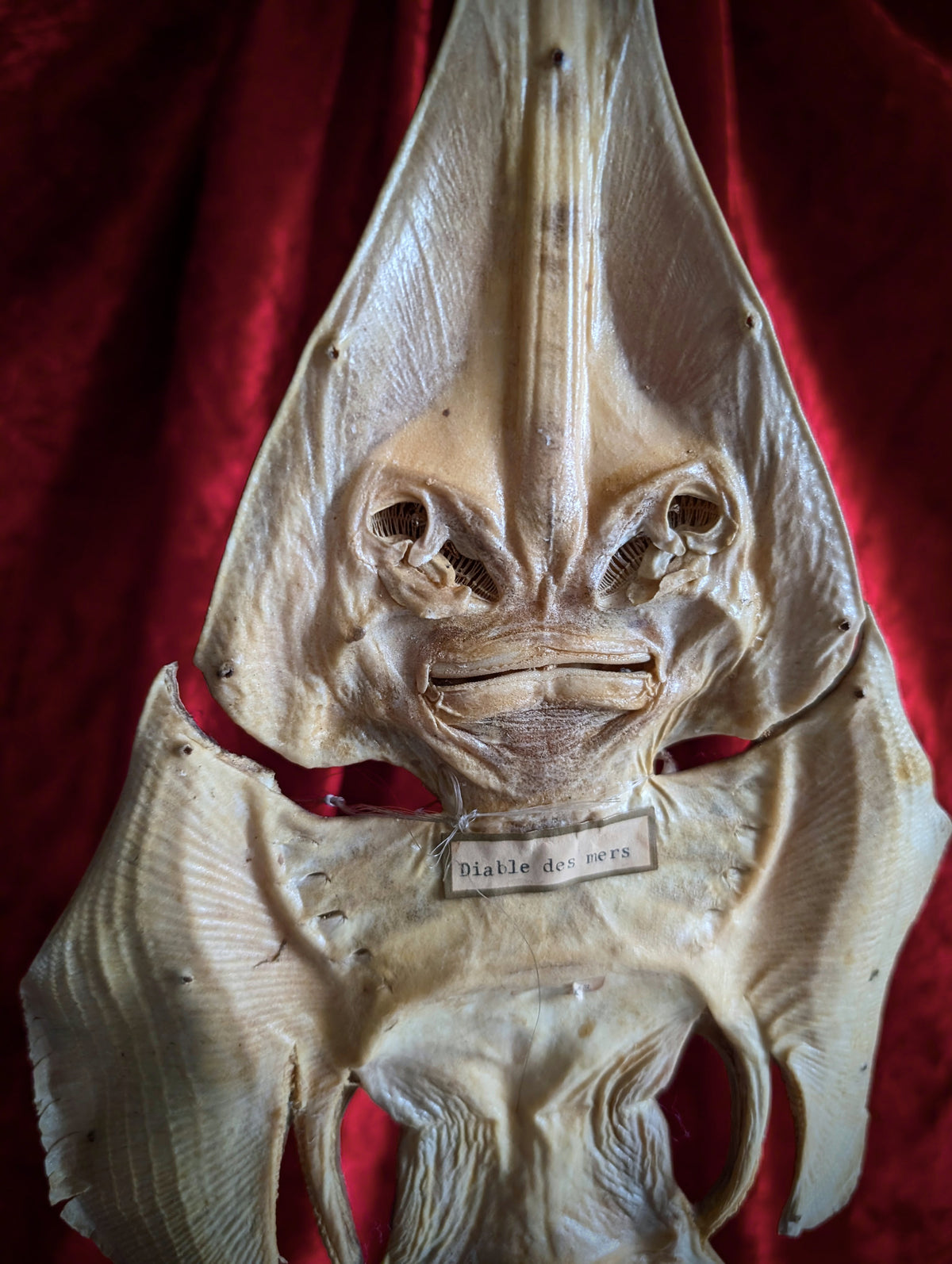 Antique Sea Devil / Jenny Haniver (mid 20th century)