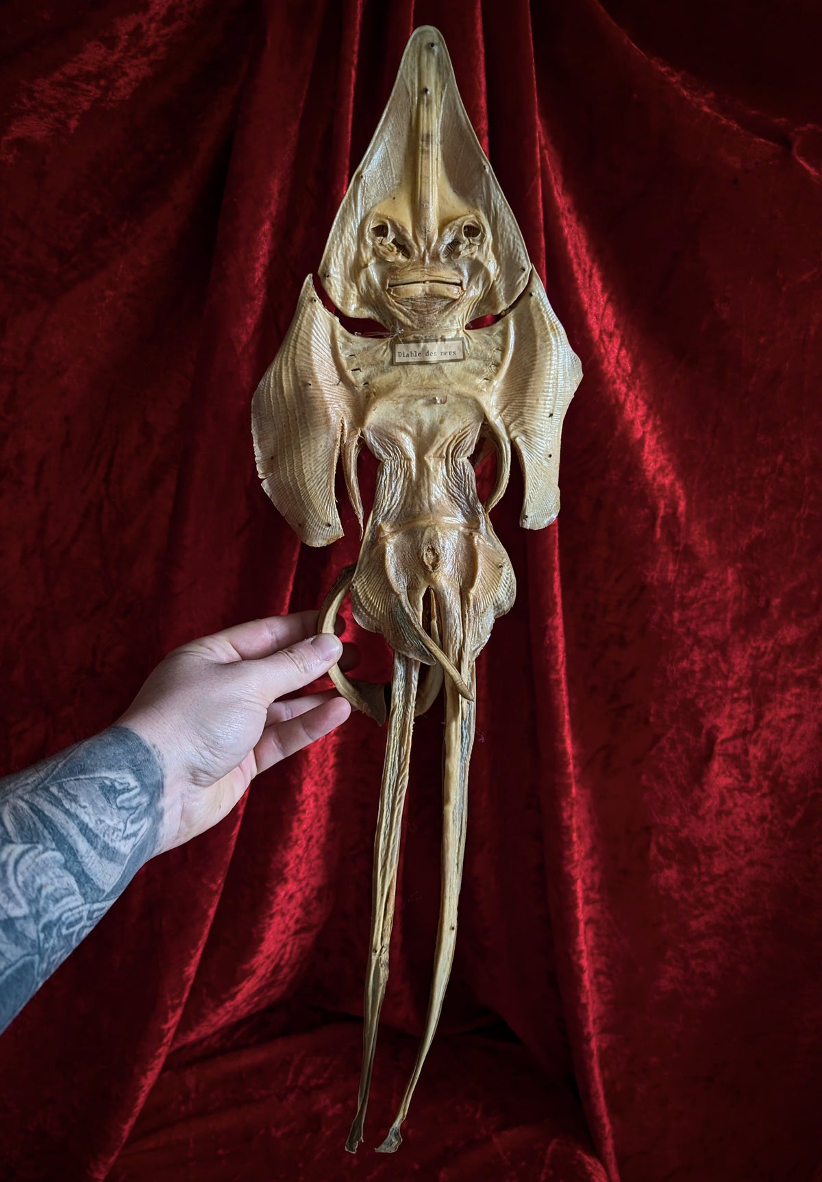 Antique Sea Devil / Jenny Haniver (mid 20th century)
