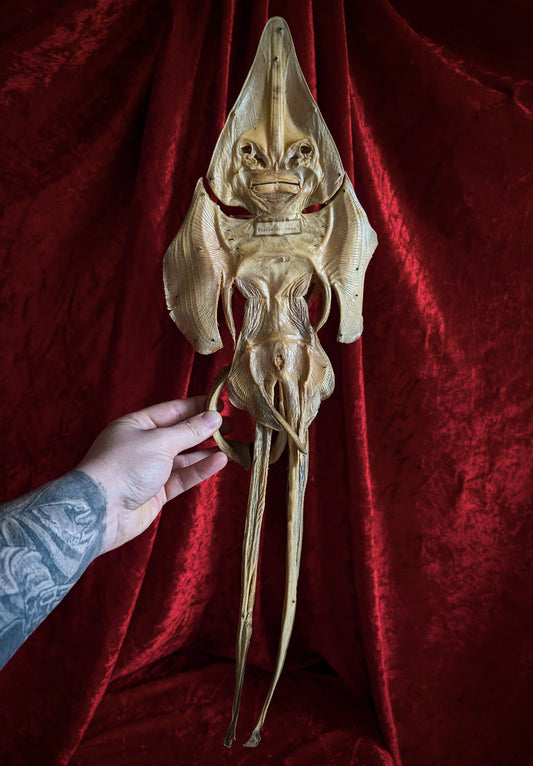 Antique Sea Devil / Jenny Haniver (mid 20th century)