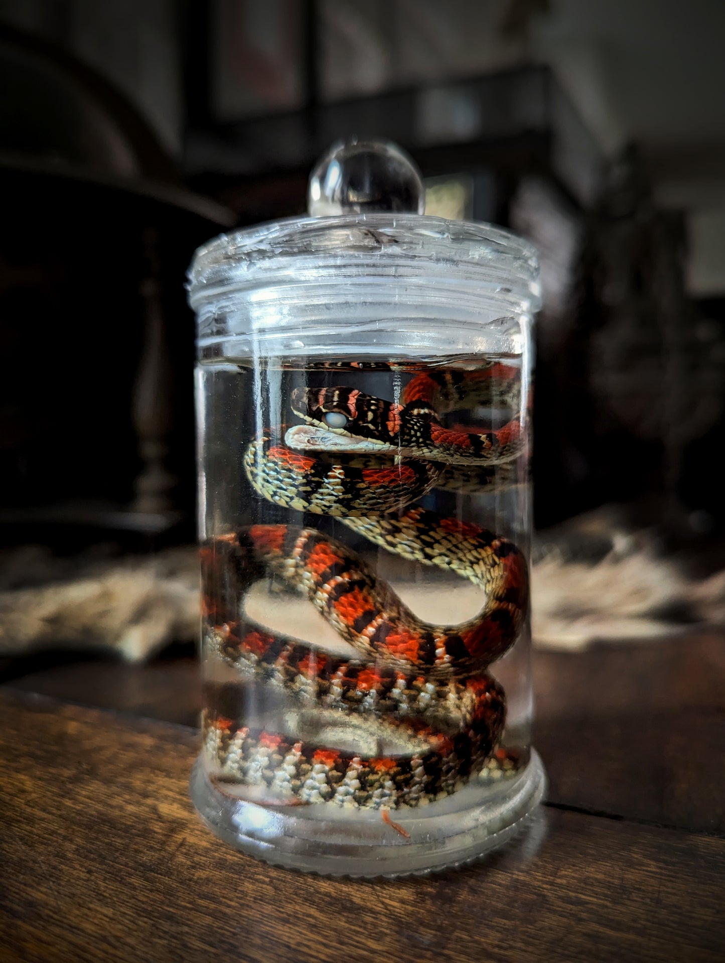 Snake Wetspecimen Chrysopelea paradisi