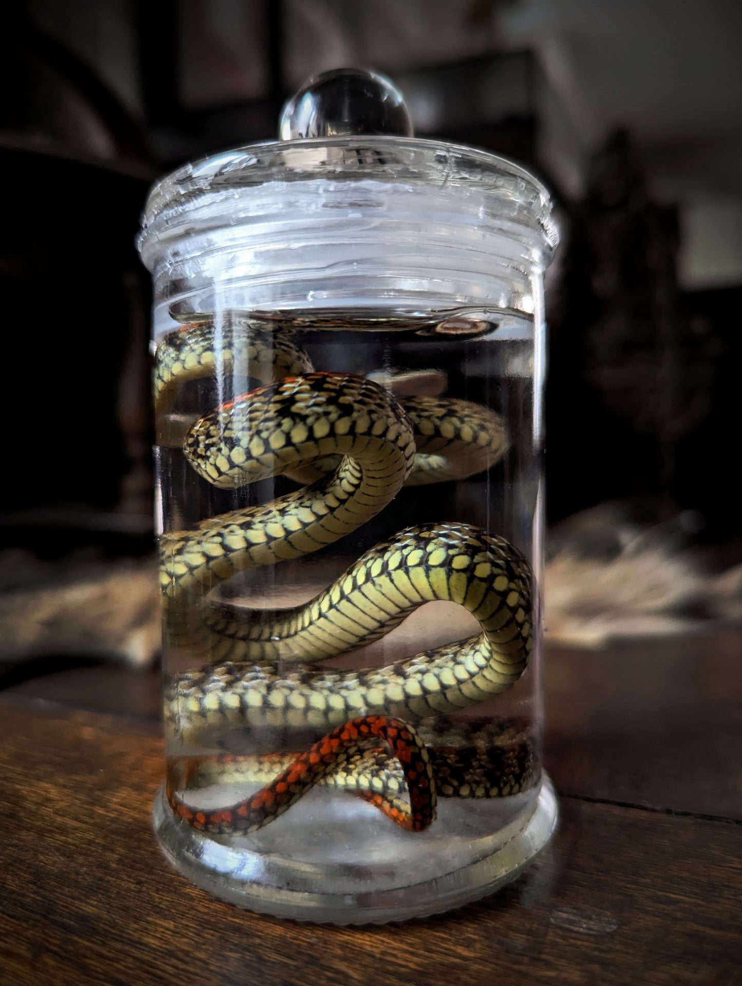 Snake Wetspecimen Chrysopelea paradisi