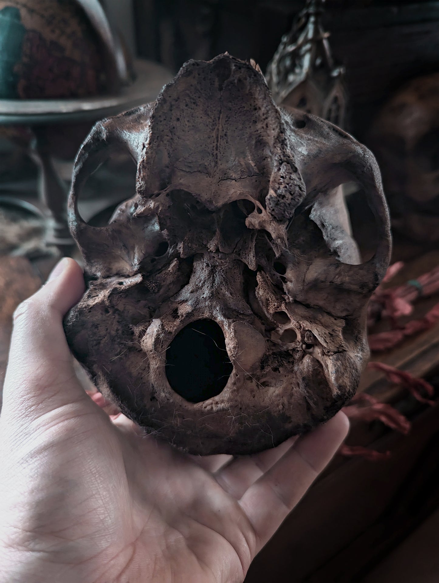 Skull with a dark patina