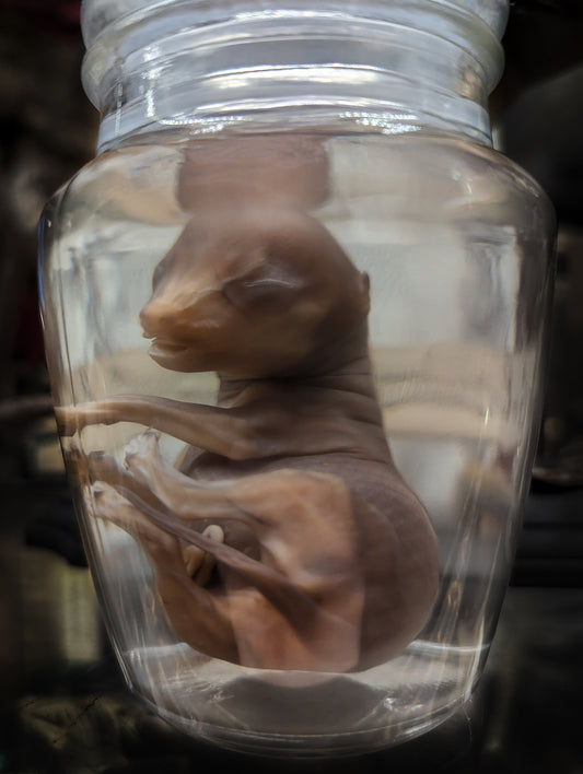 Puppy dog fetus in wetspecimen