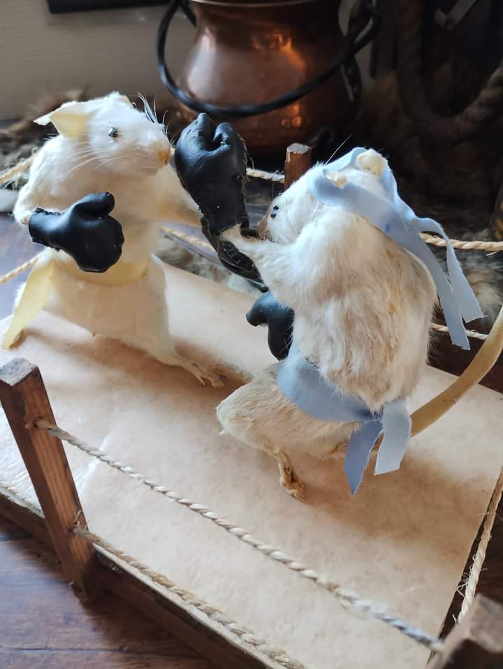 Taxidermy scene of mouse boxing