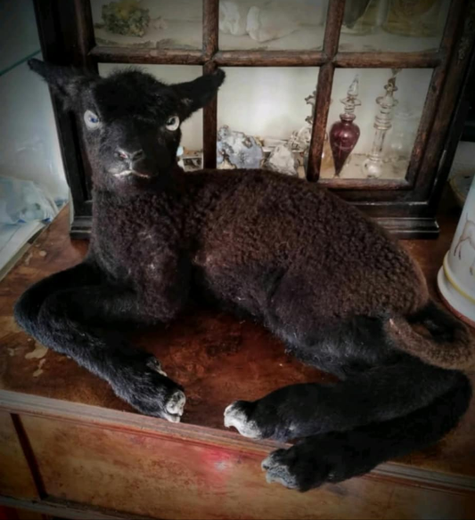 Black lamb taxidermy