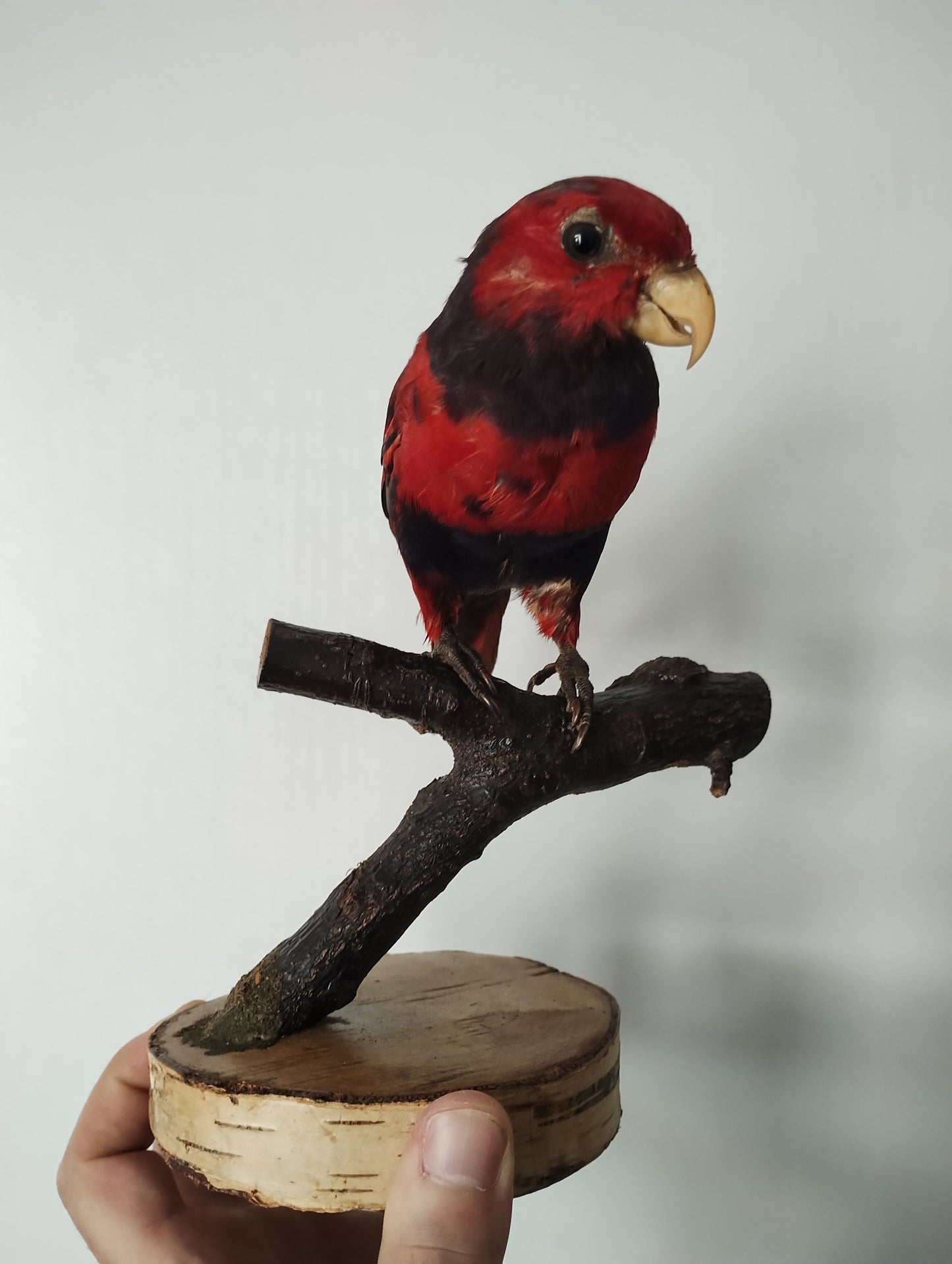 Taxidermie de Perroquet Lori Écaillé