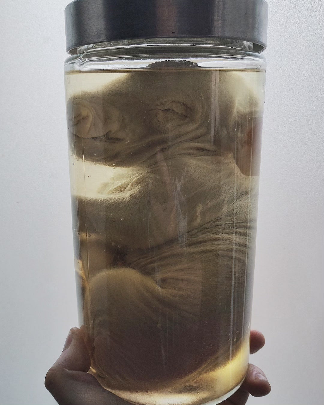 Pig wetspecimen