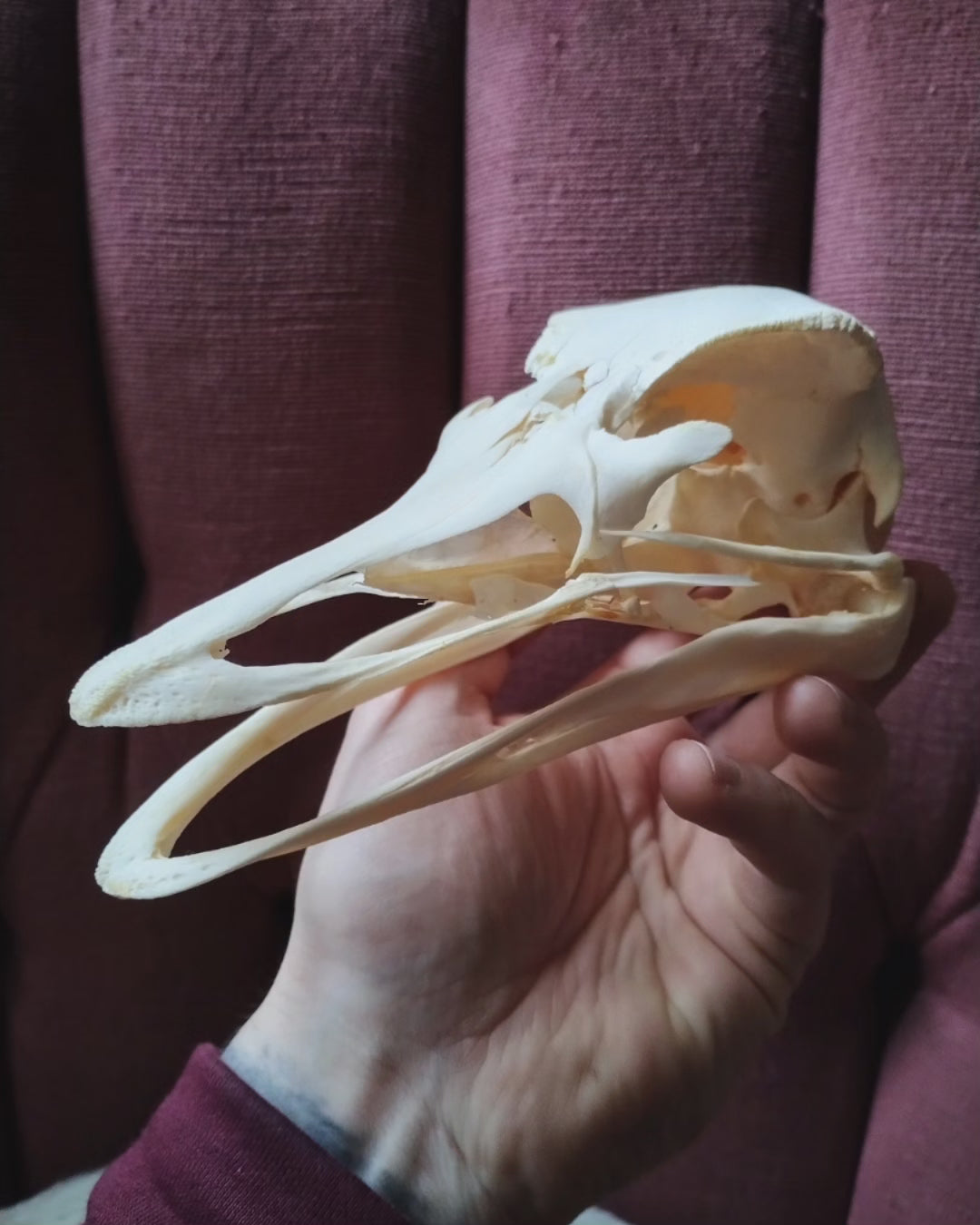 Ostrich Skull