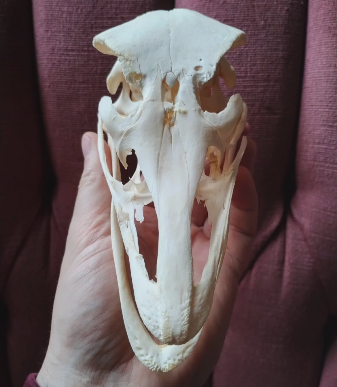 Ostrich Skull