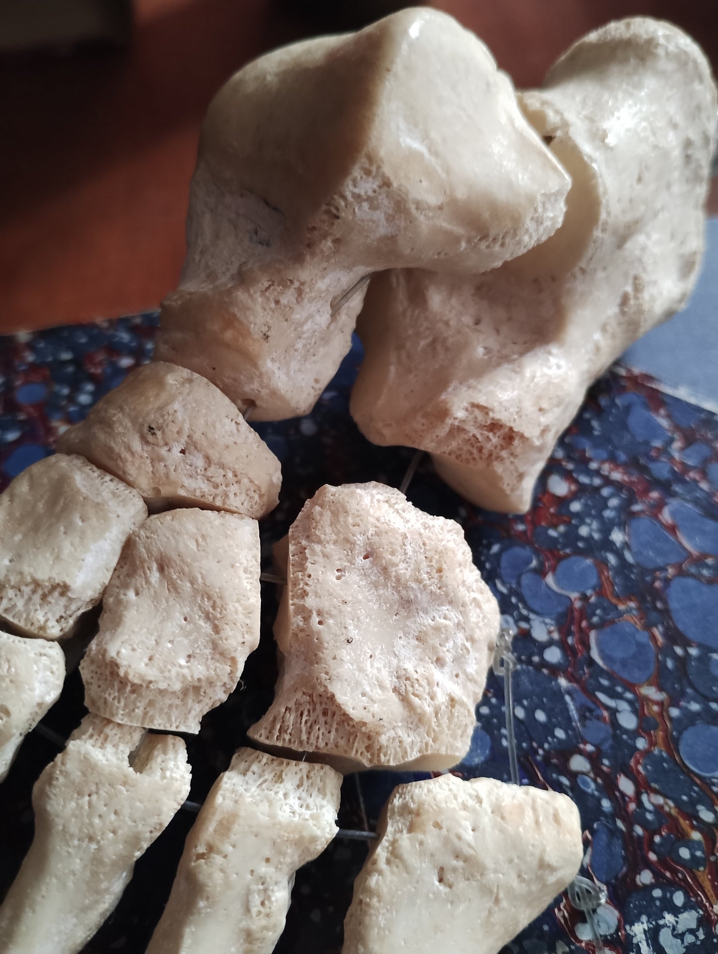 Medical articulated foot Osteology