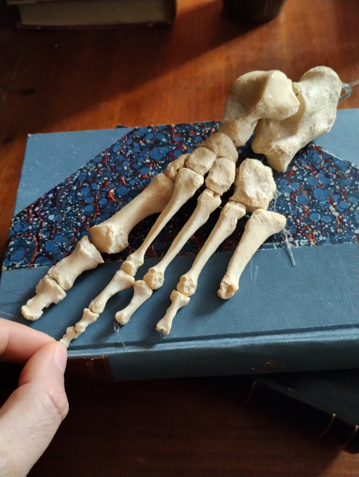 Medical articulated foot Osteology