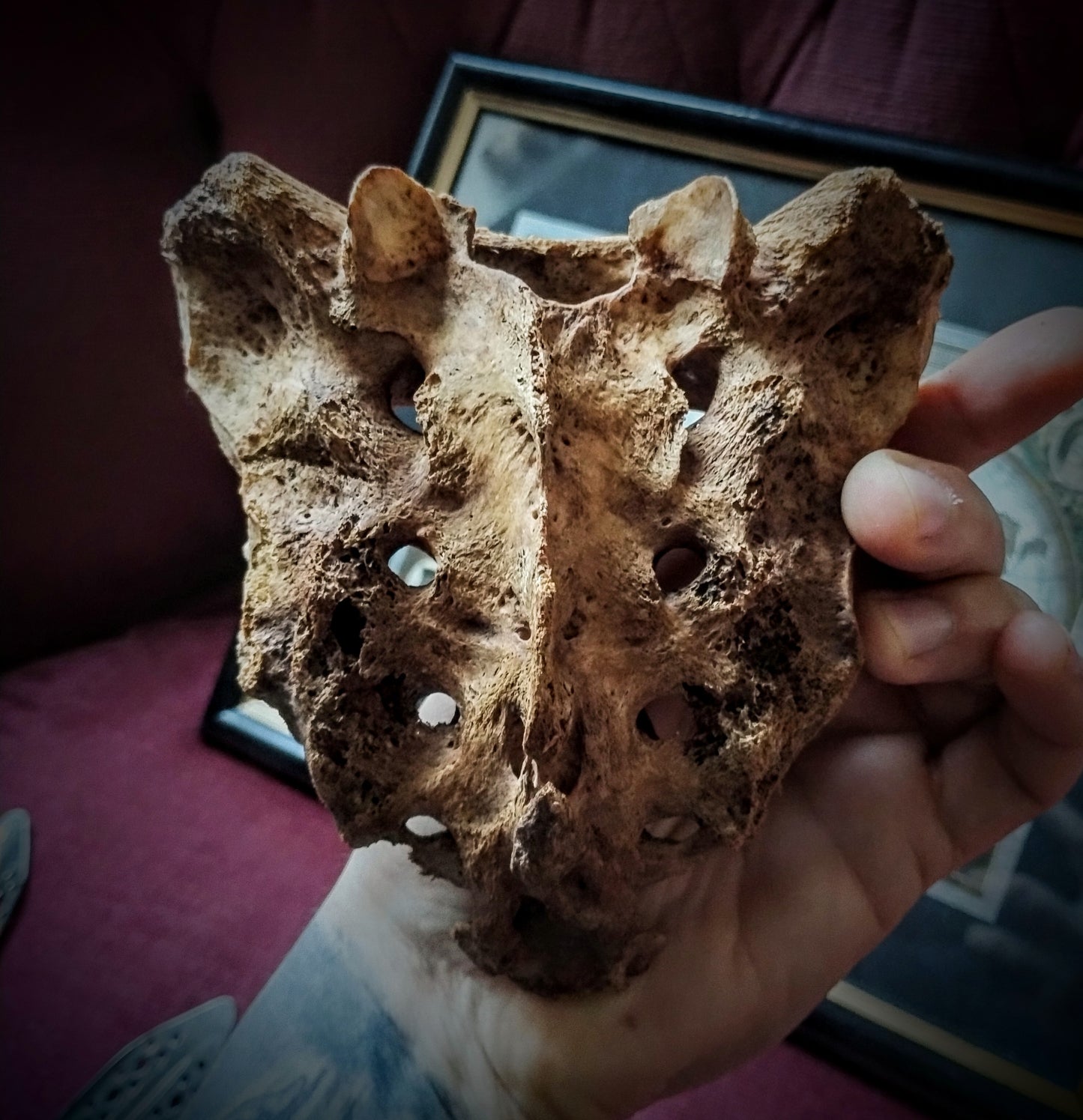 Antique human sacrum