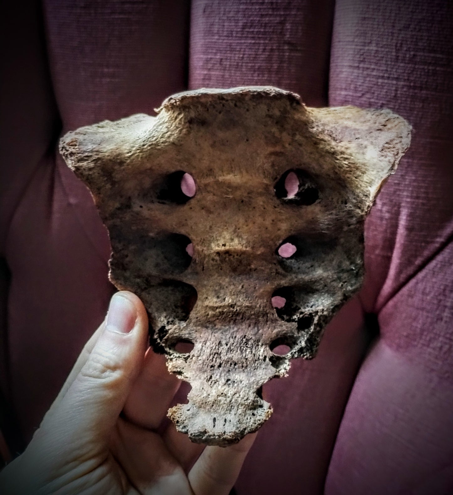 Antique human sacrum