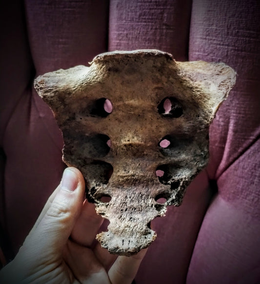 Antique human sacrum