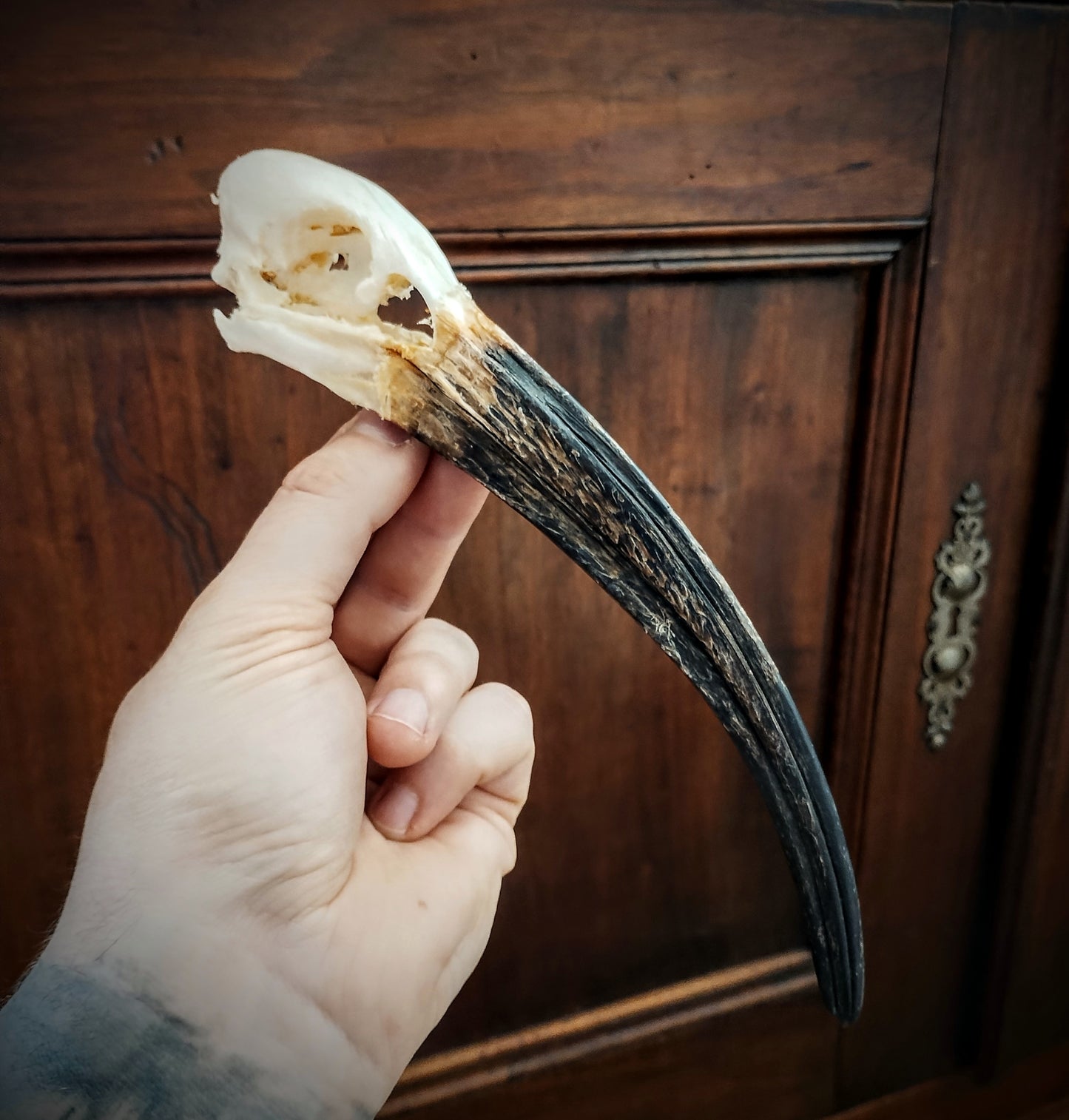 Ibis skull