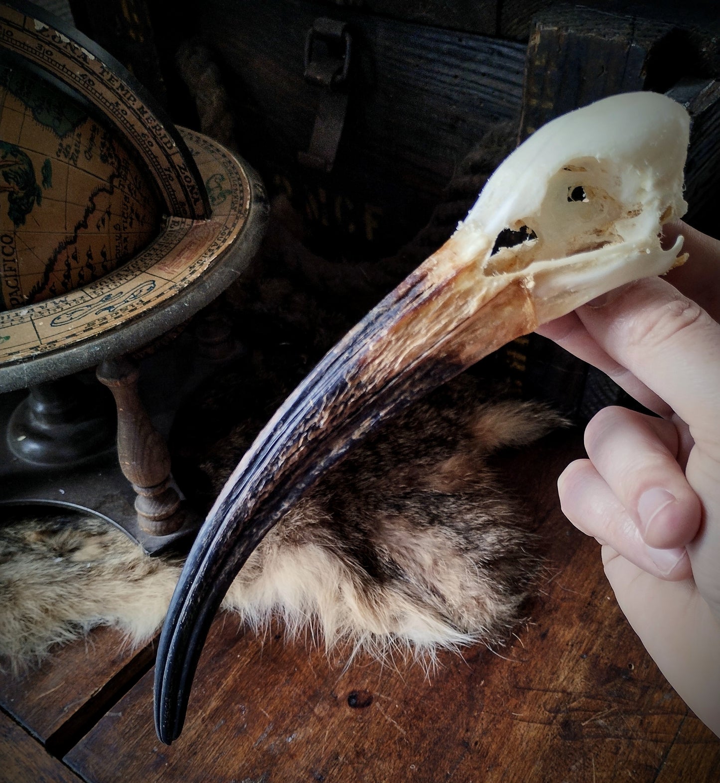 Ibis skull