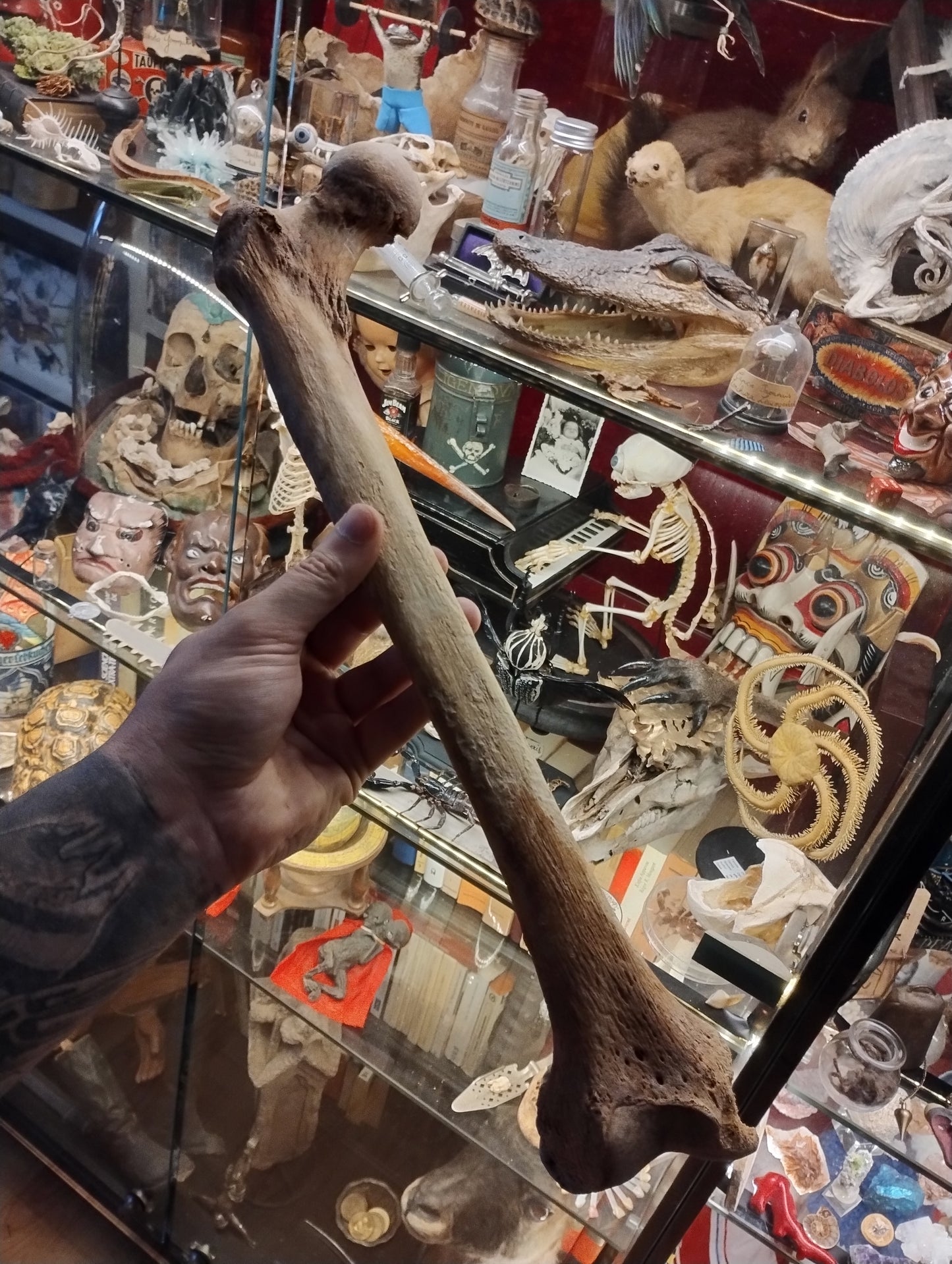 Antique Femur