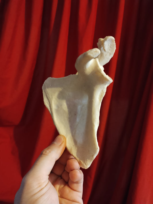 Old medicalised human scapula clear patina