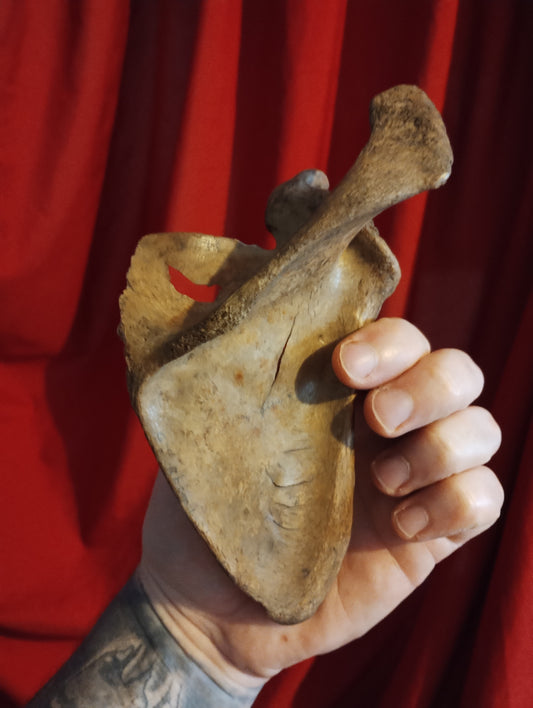 Old medicalised human scapula Dark patina