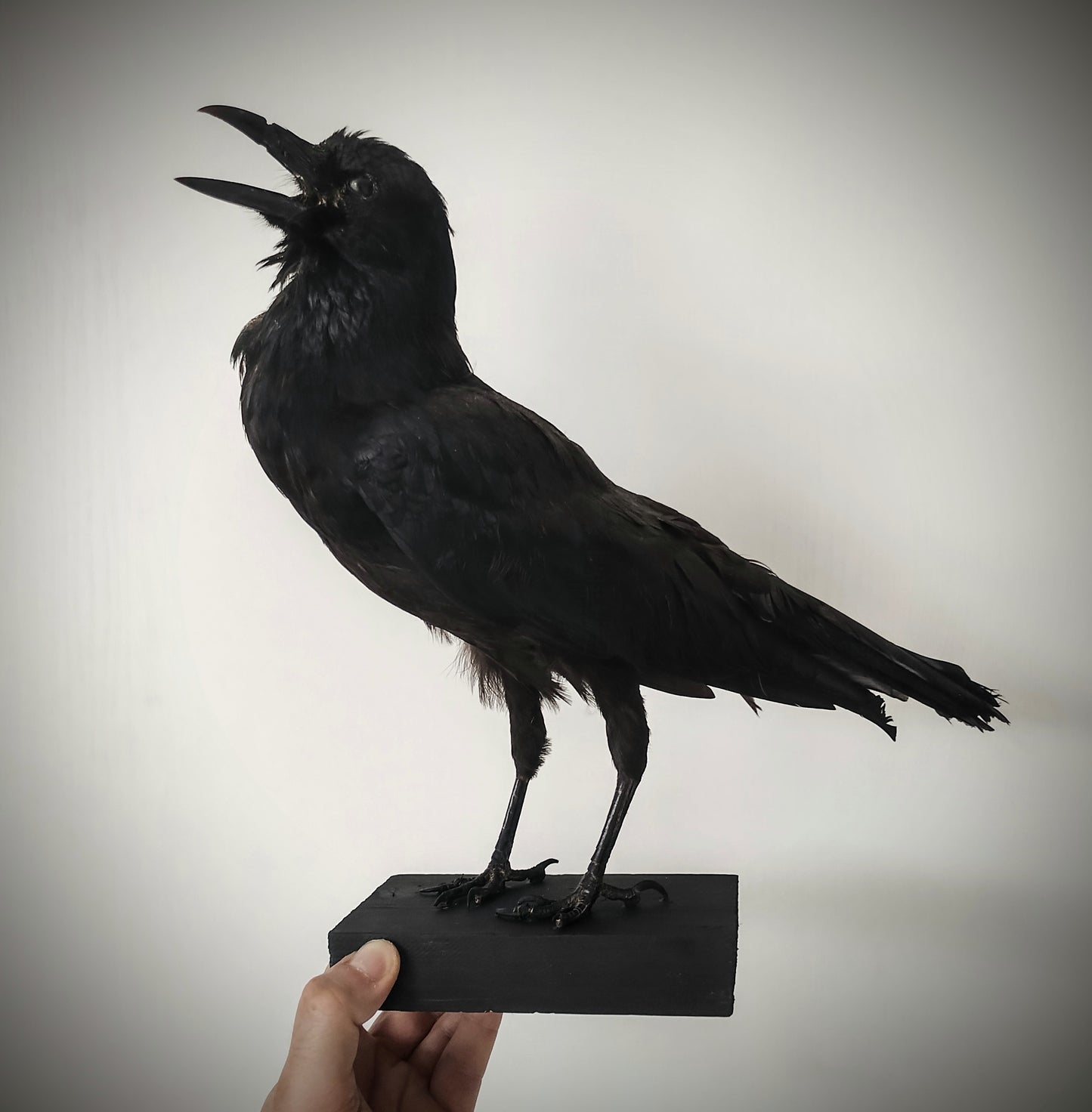 Antique Crow Taxidermy