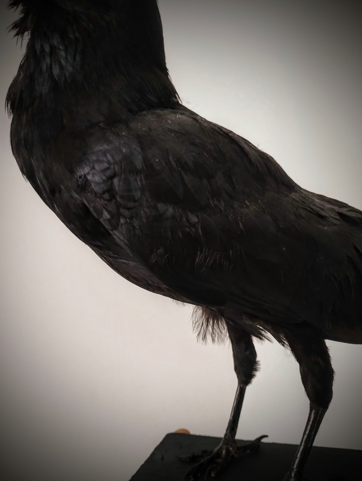 Antique Crow Taxidermy