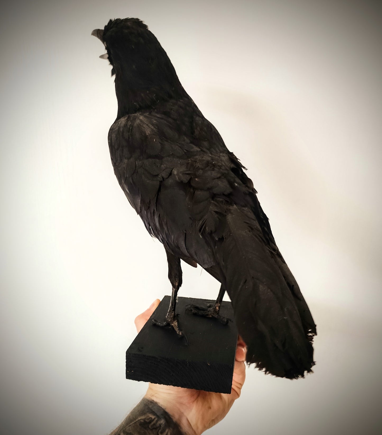 Antique Crow Taxidermy