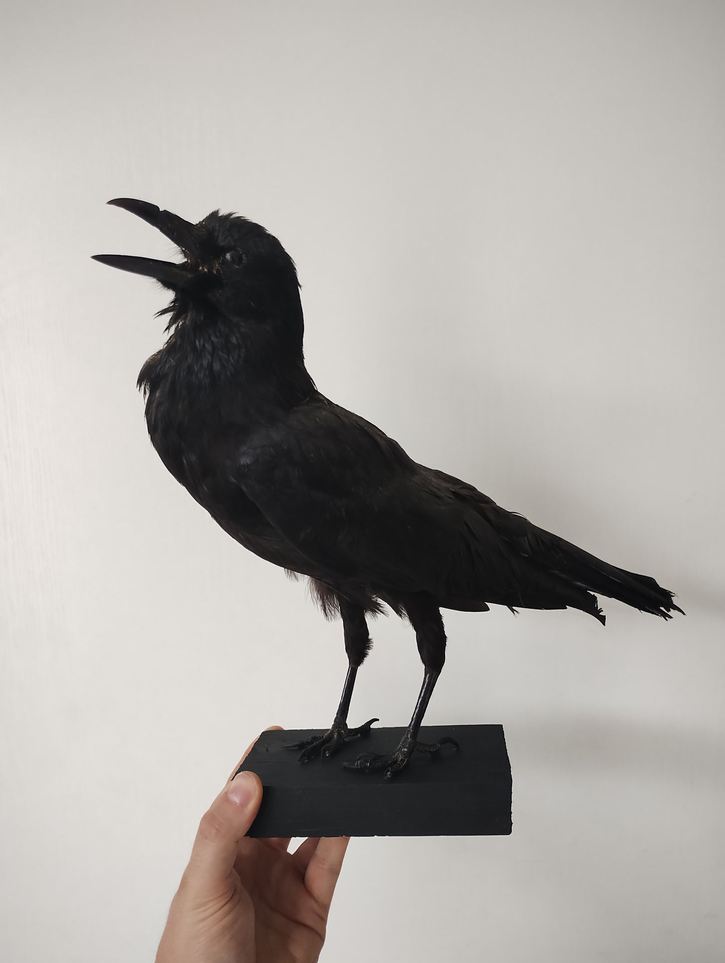 Antique Crow Taxidermy