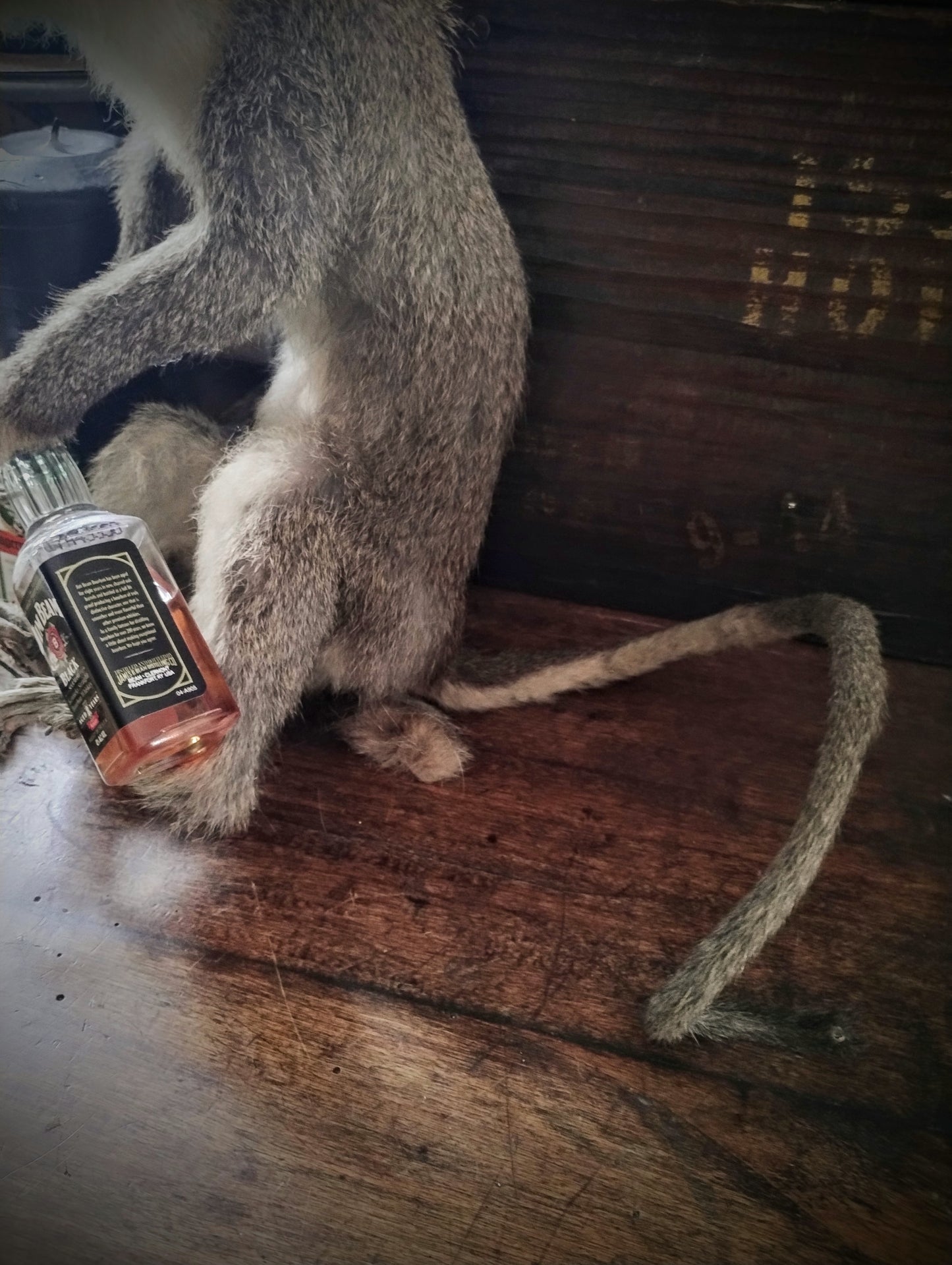 Old alcoholic monkey 1950's