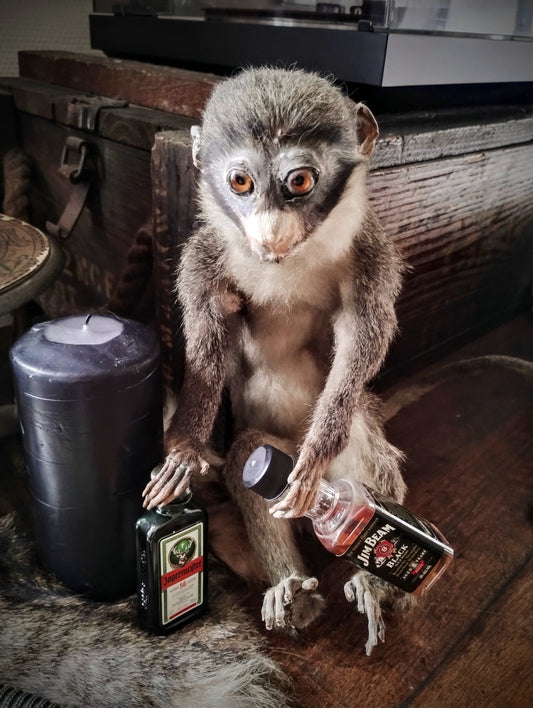 Old alcoholic monkey 1950's