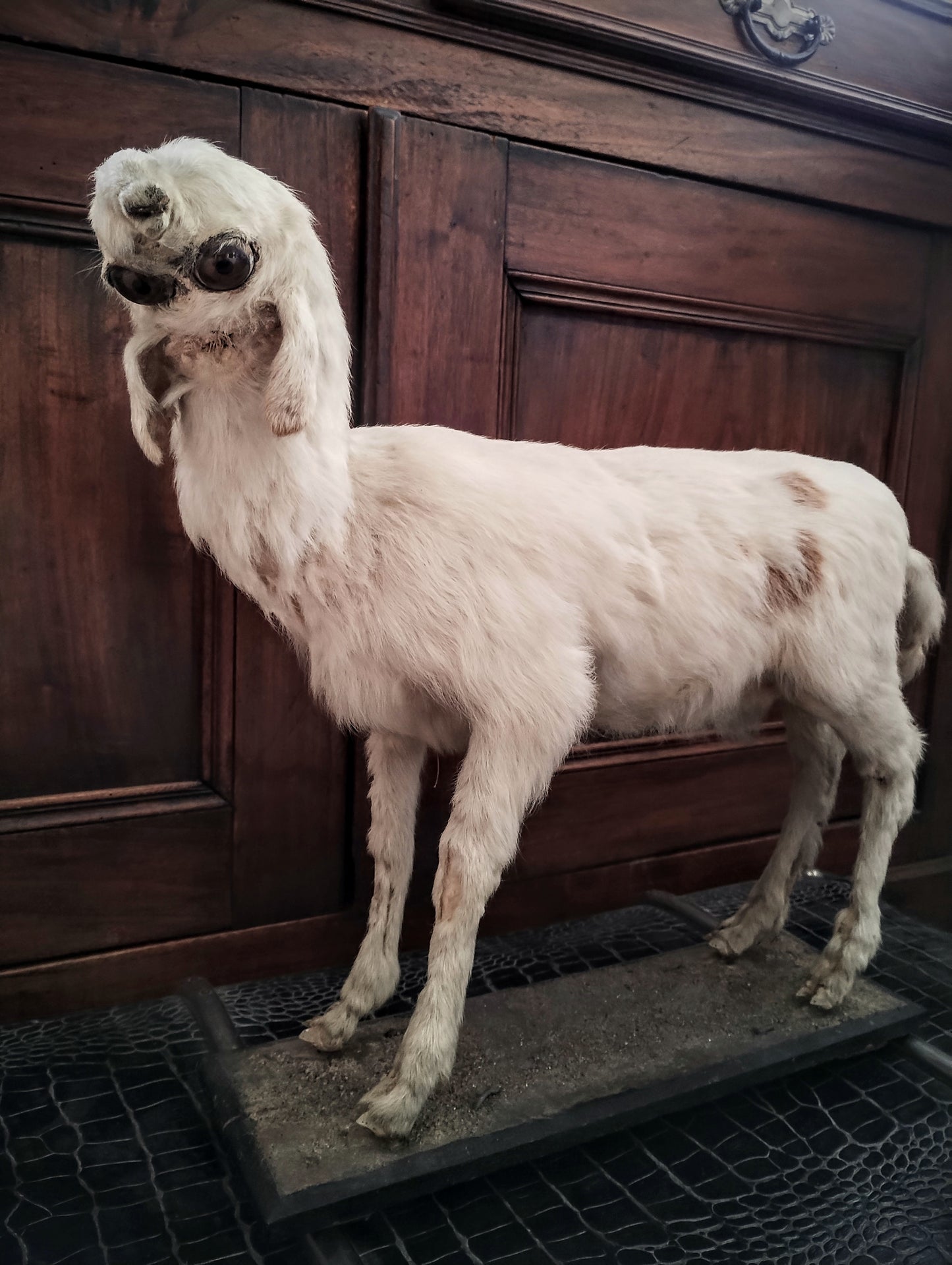 1890's Antique Otocephalus Goat taxidermy Monster very rare