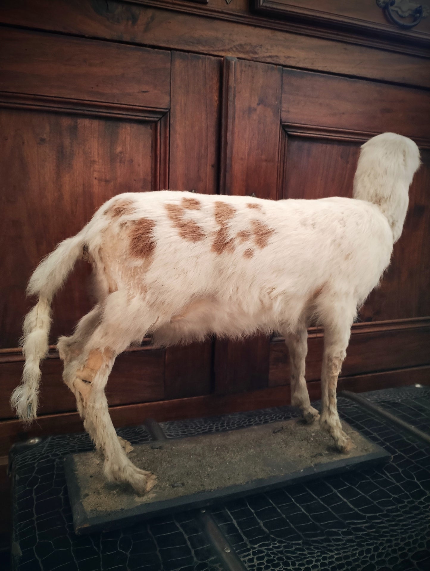 1890's Antique Otocephalus Goat taxidermy Monster very rare