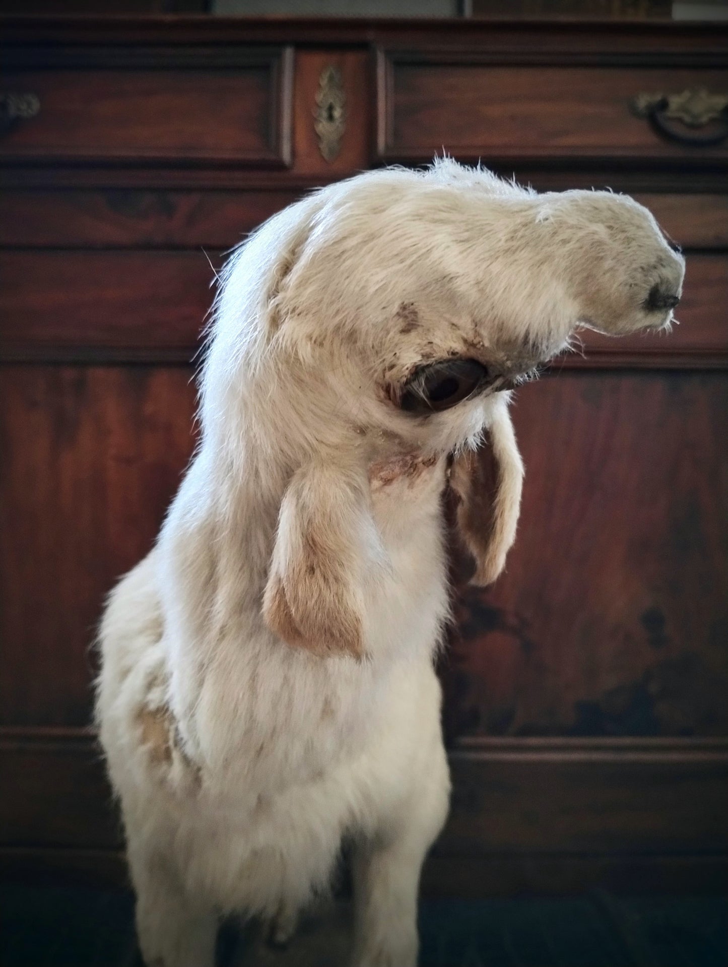 1890's Antique Otocephalus Goat taxidermy Monster very rare