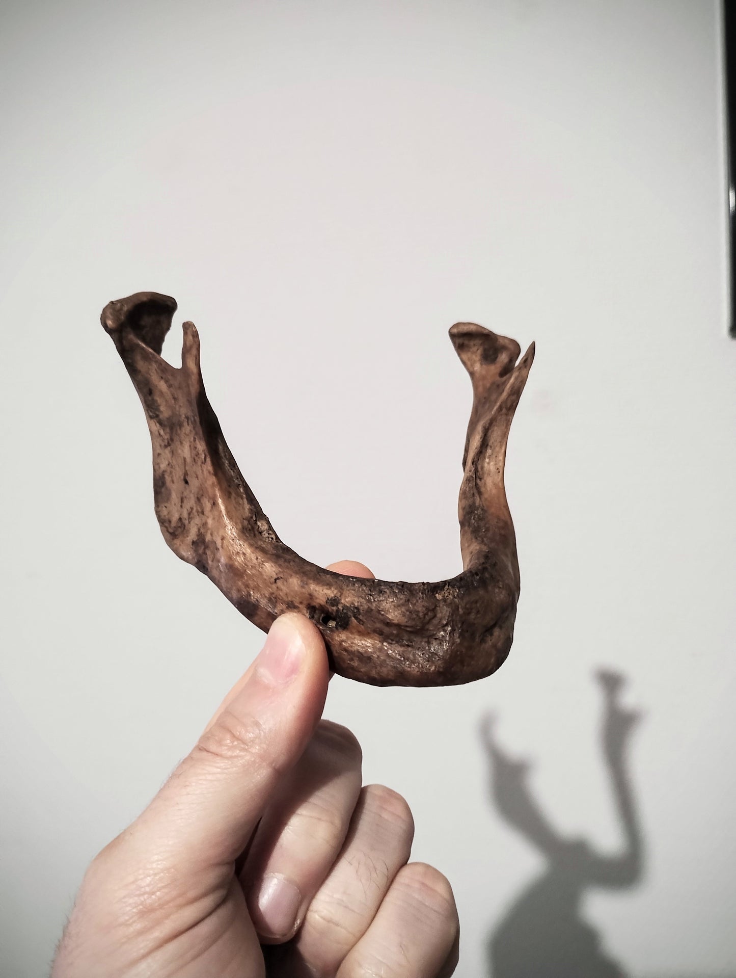 Old and dark mandible from 19th