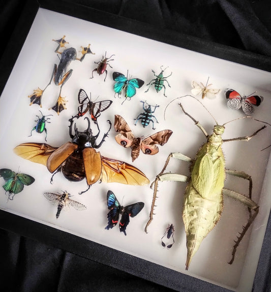 Entomology box frame with 16 specimens