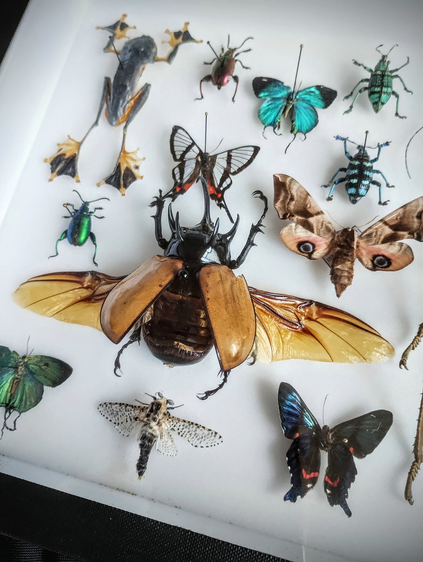 Entomology box frame with 16 specimens